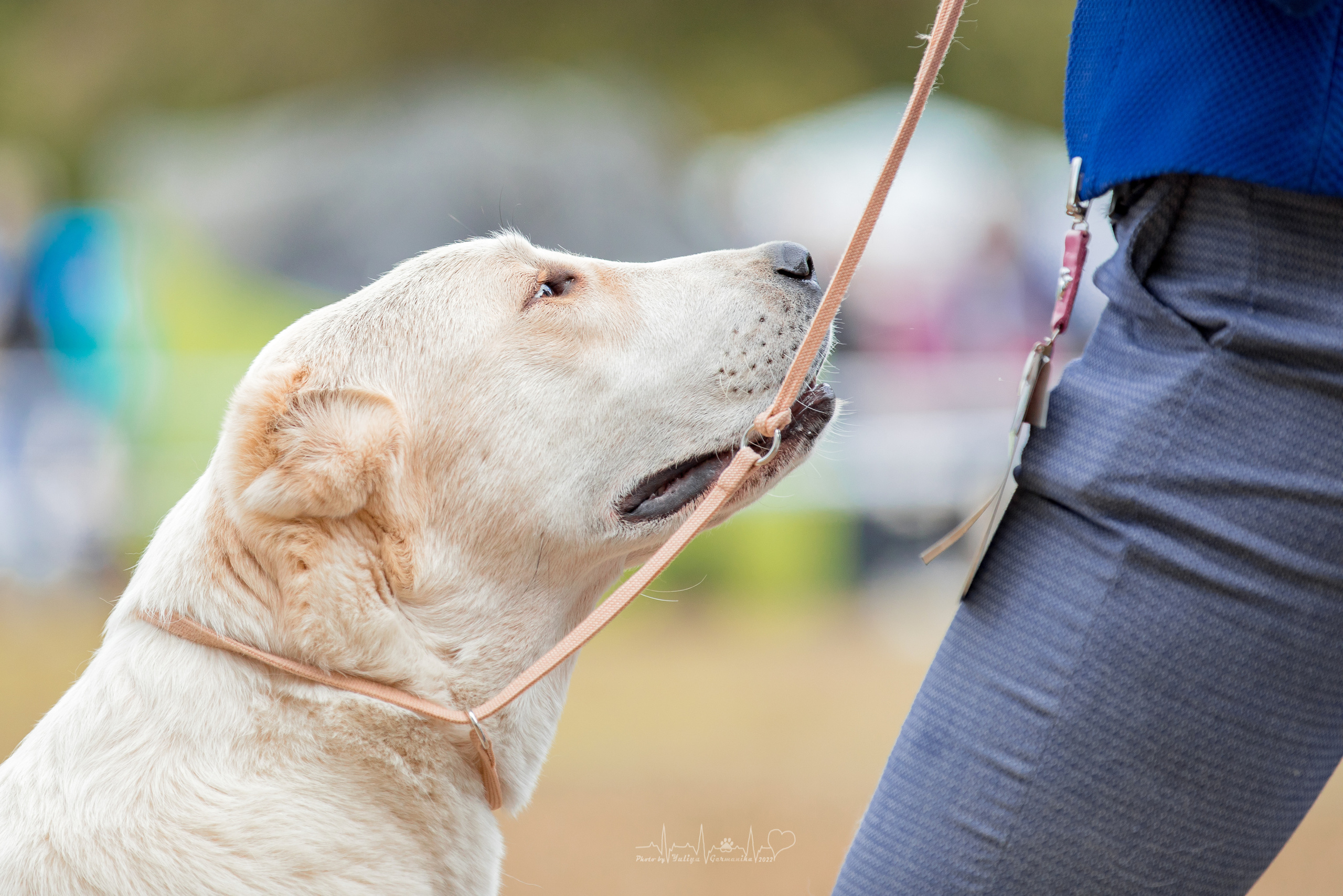 Пушкино ЧРКФ 17.09.2022. Фотограф-анималист Юлия Германика