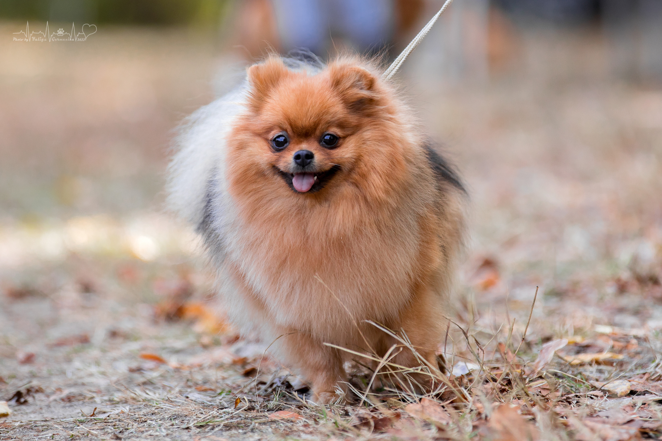 Пушкино ЧРКФ 17.09.2022. Фотограф-анималист Юлия Германика