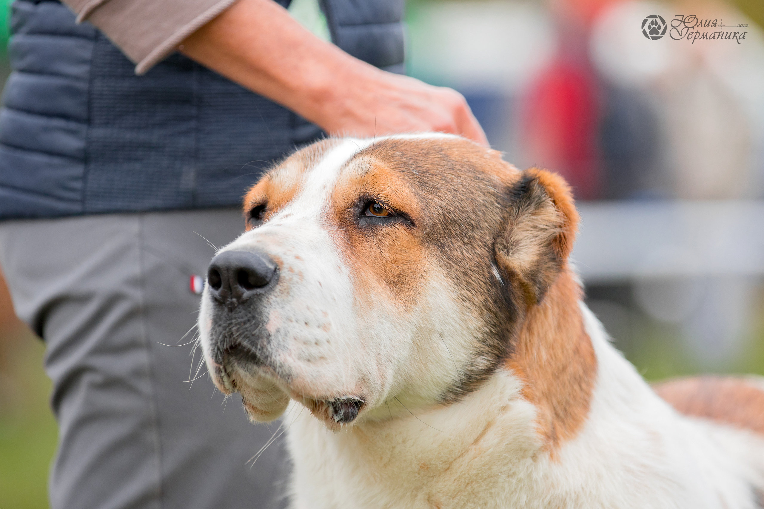 Александрова Слобода моно сао 2.10.2022. Фотограф-анималист Юлия Германика