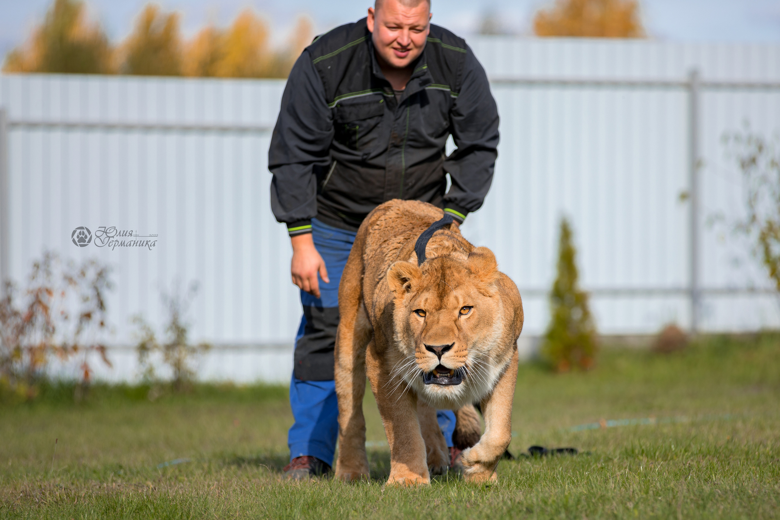 Герда(львица). Фотограф-анималист Юлия Германика