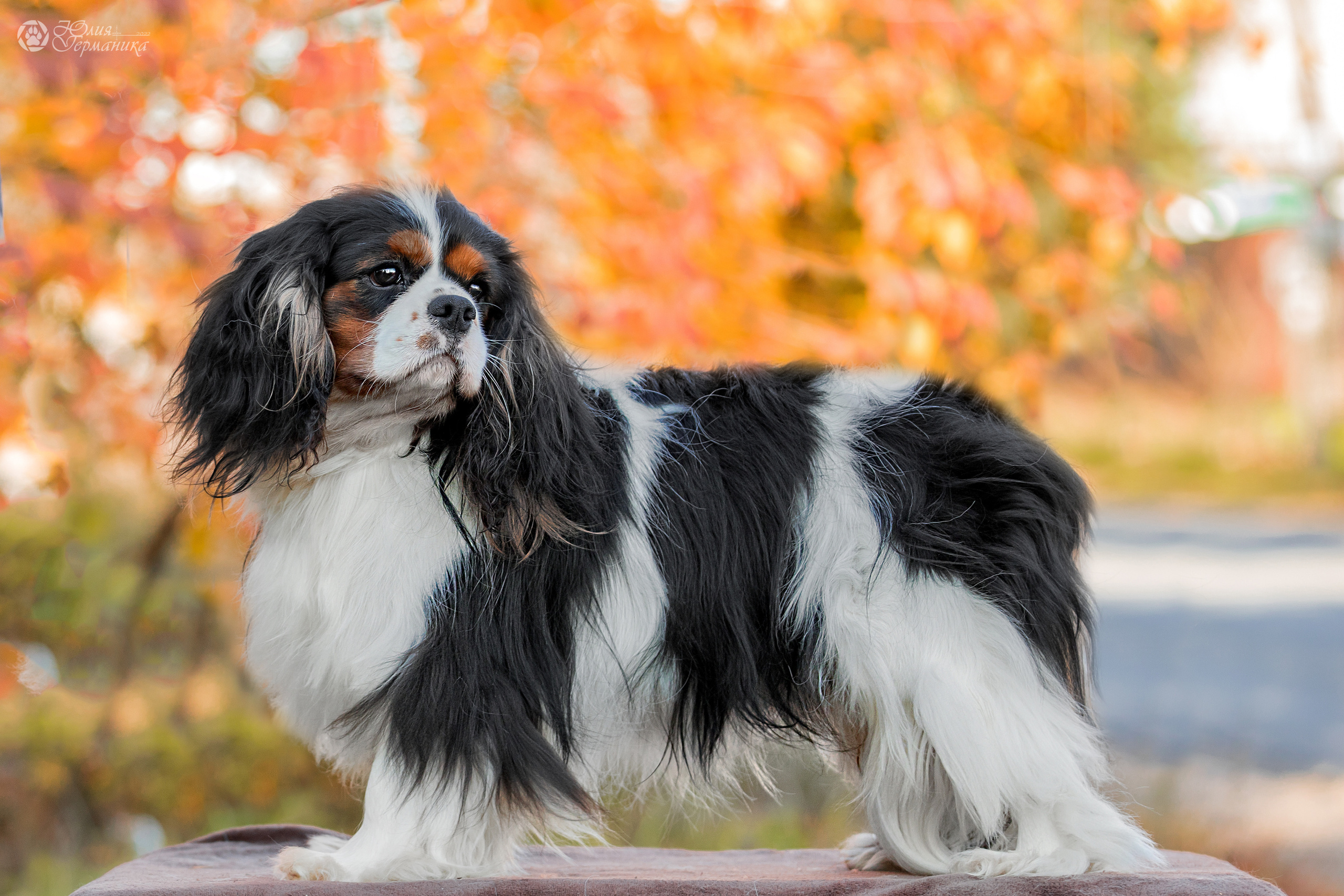 Свободная съемка. Фотограф-анималист Юлия Германика