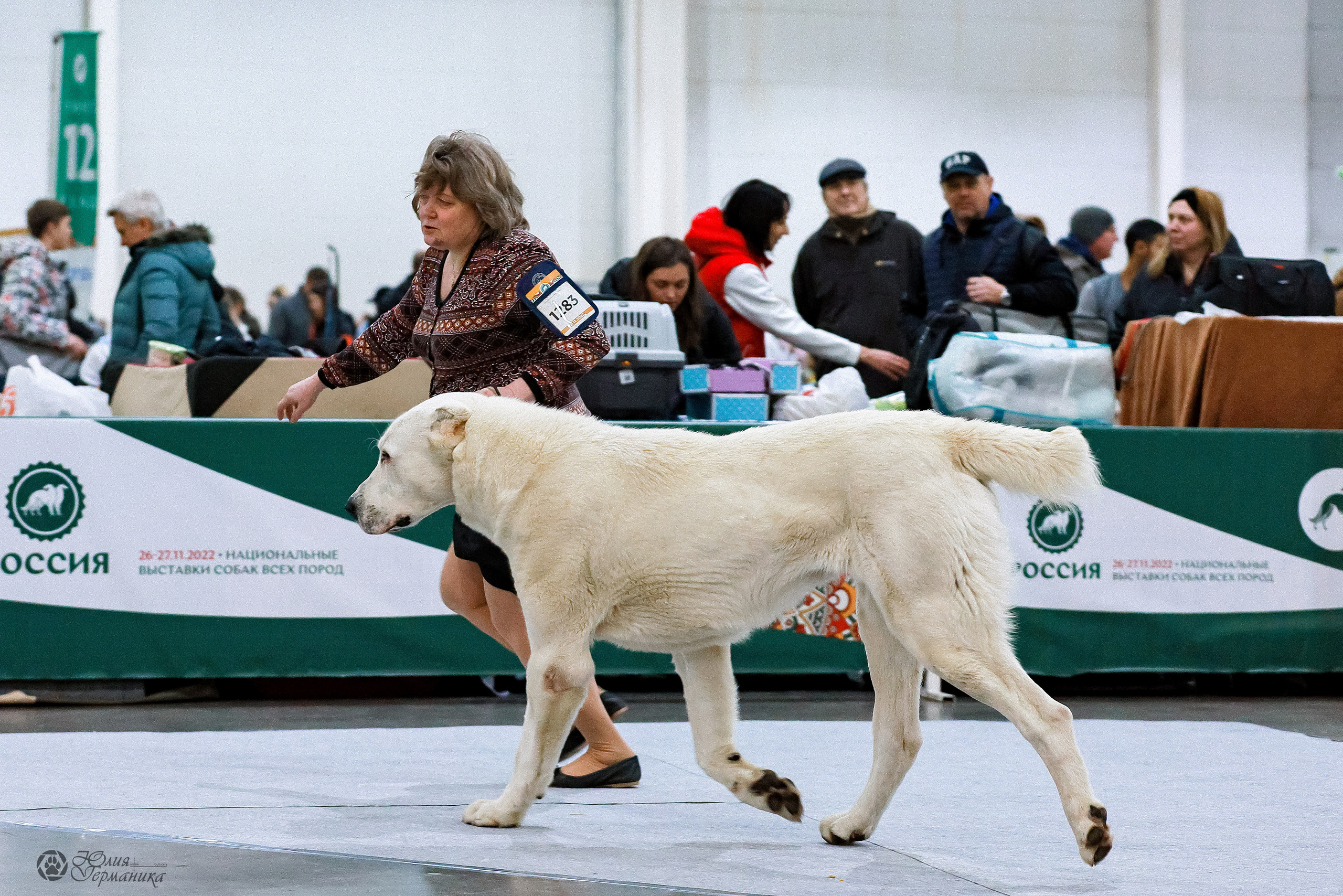 Россия 2020-2022 26-27.11.2022. Фотограф-анималист Юлия Германика