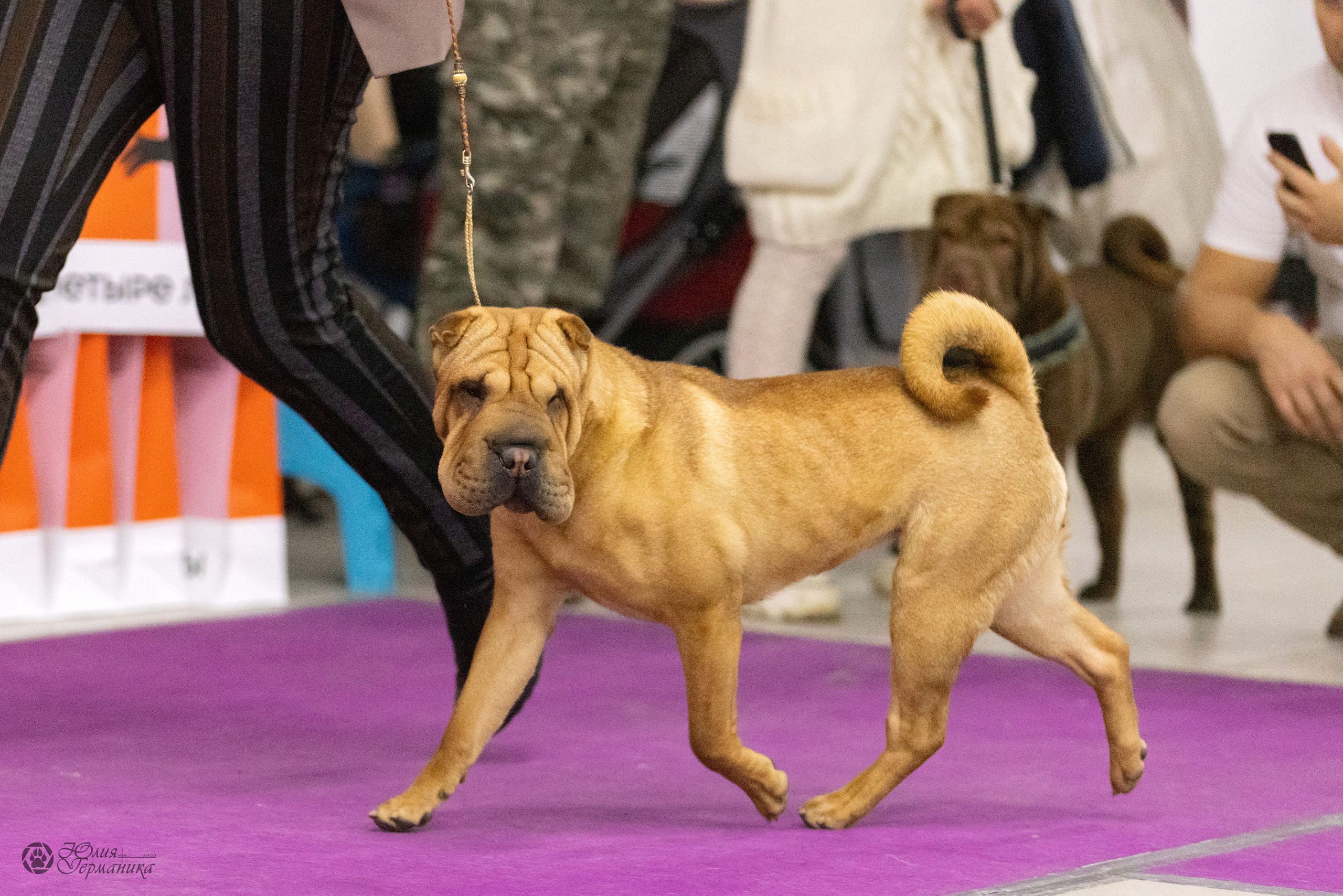 Чайна-Таун 3 и 12.11.2022. Фотограф-анималист Юлия Германика