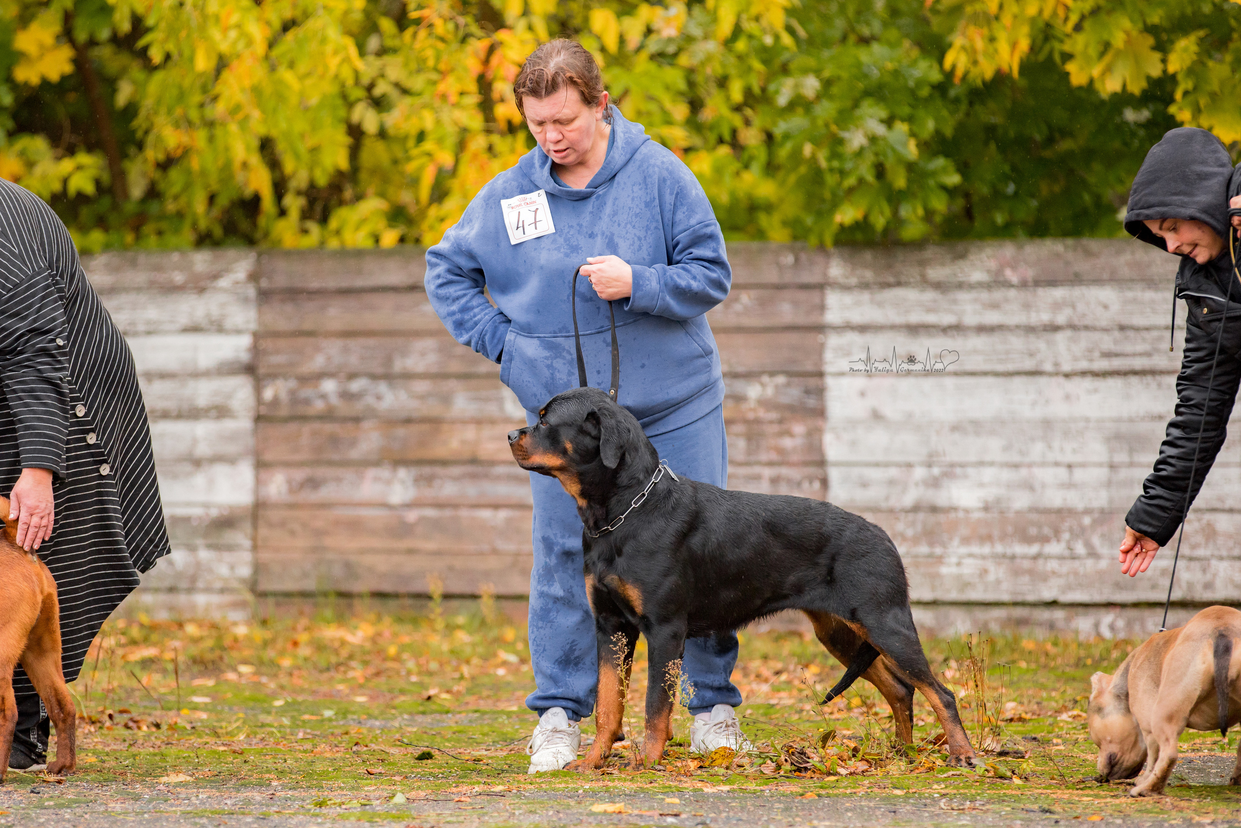 Александров 24.09.2022. Фотограф-анималист Юлия Германика