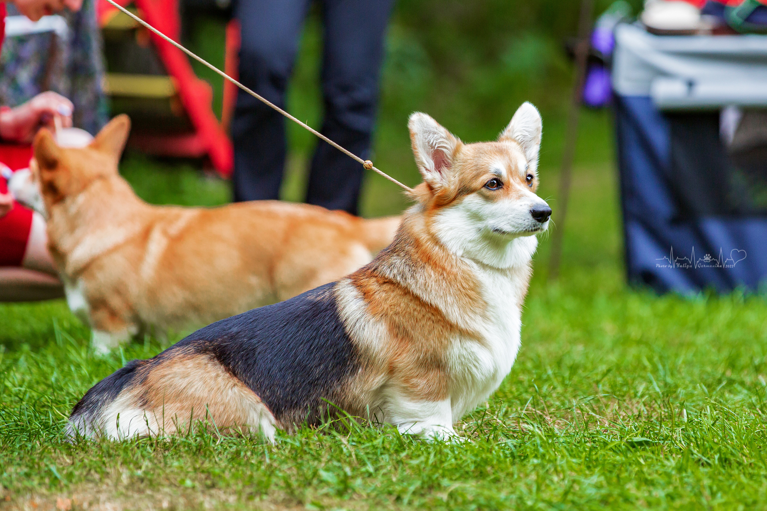 Сокольники 21.08,Сергиев Посад 27-28.08 2022. Фотограф-анималист Юлия Германика