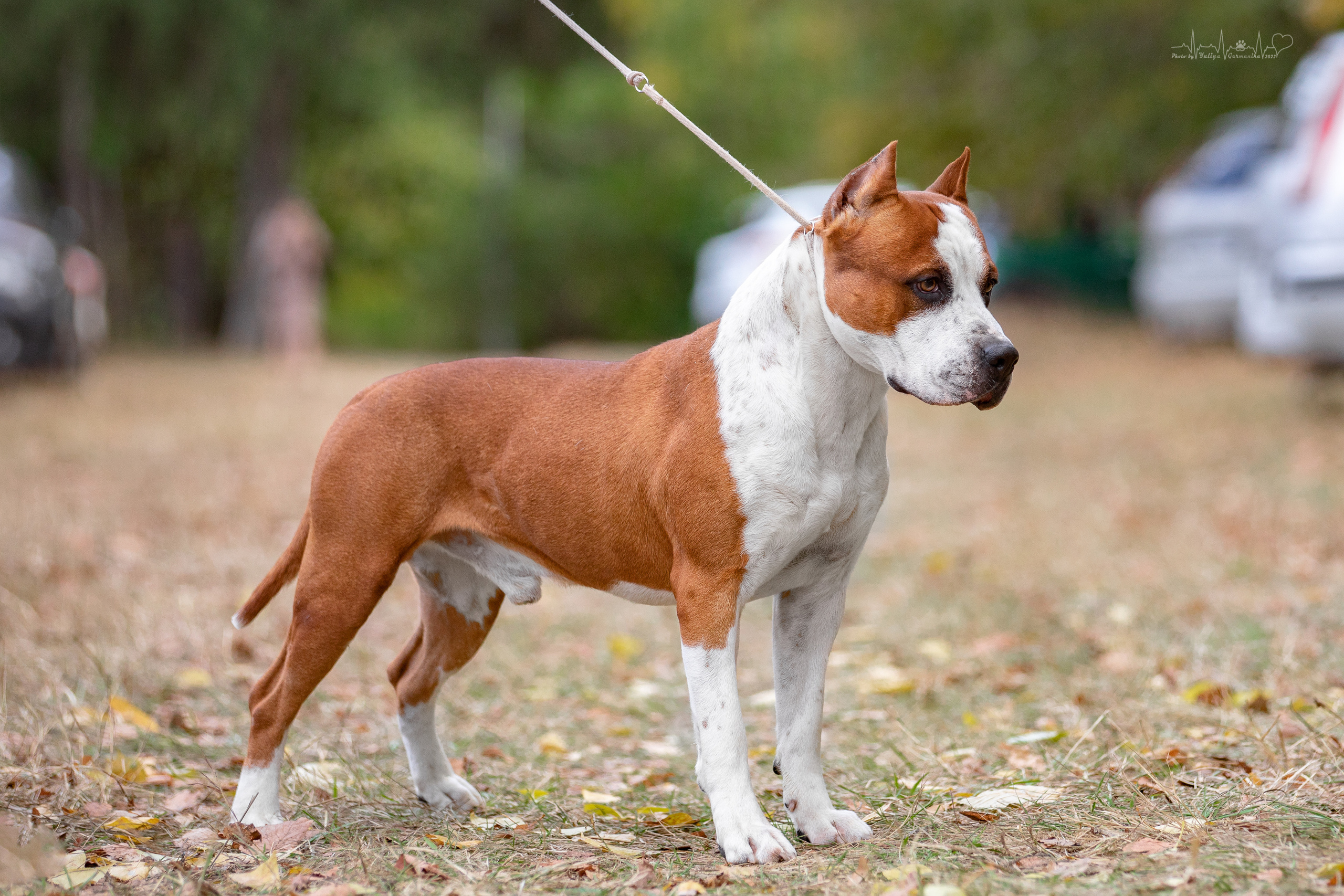 Пушкино ЧРКФ 17.09.2022. Фотограф-анималист Юлия Германика