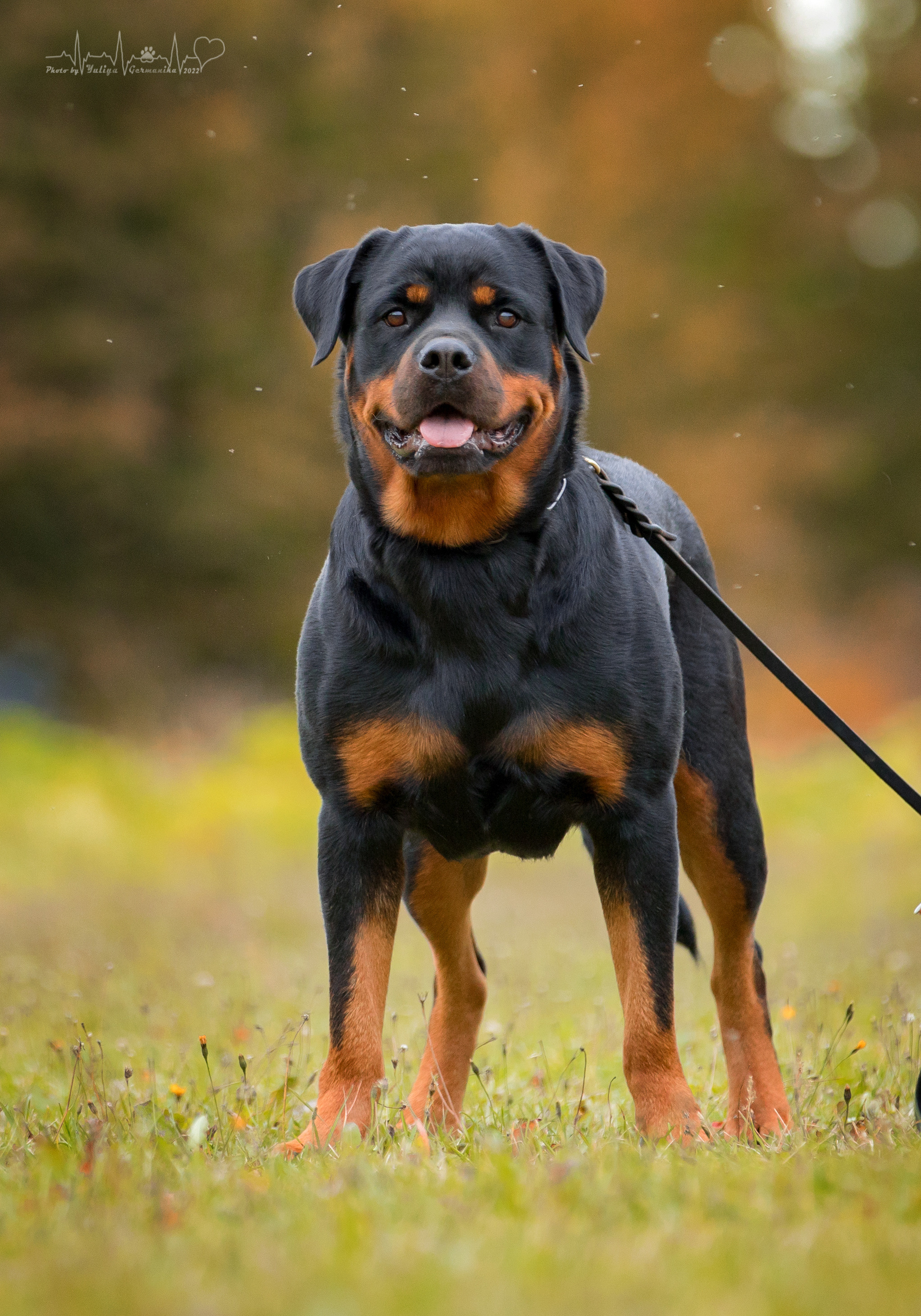 Тверь ЧРКФ 18.09.2022. Фотограф-анималист Юлия Германика