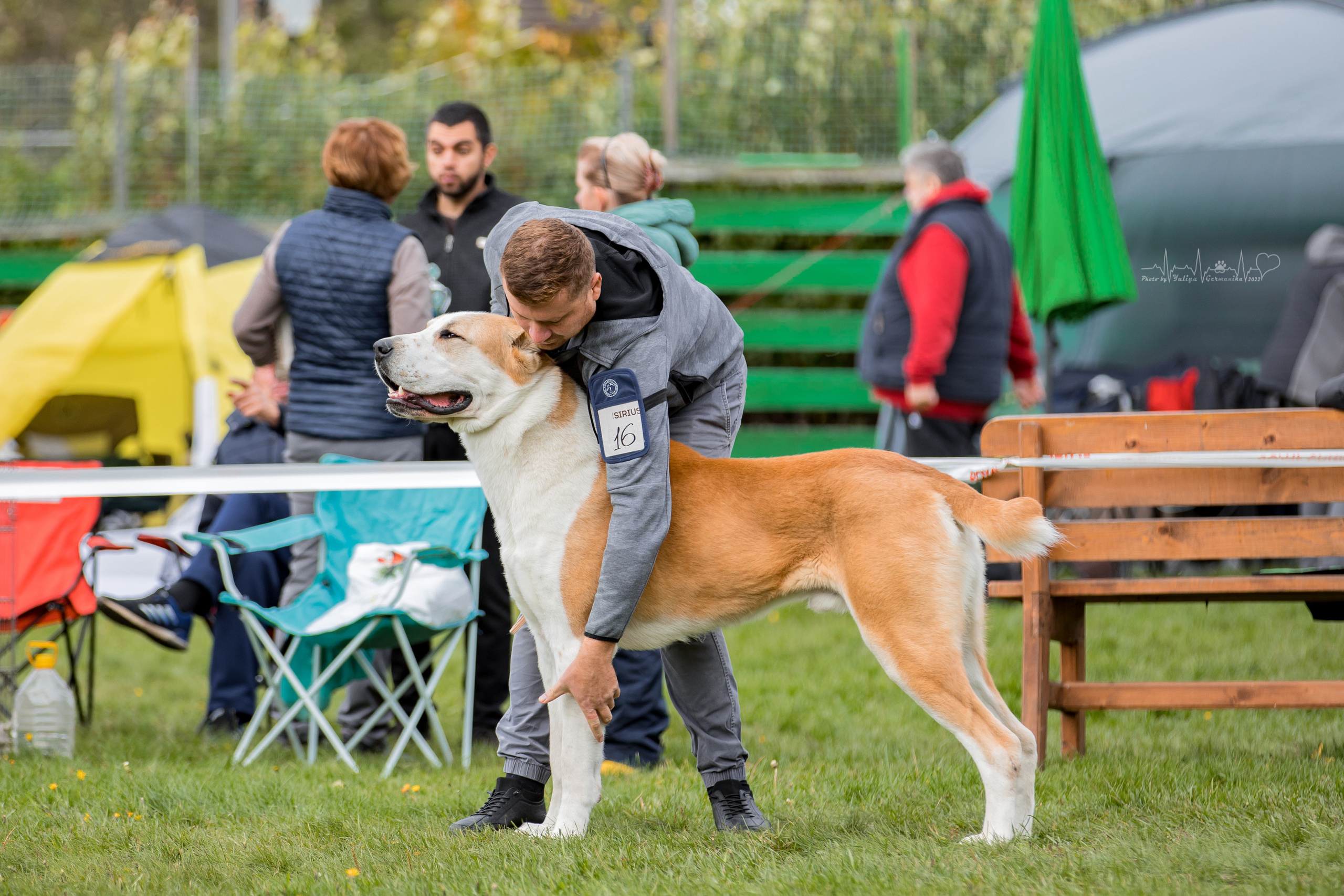 Александрова Слобода моно сао 2.10.2022. Фотограф-анималист Юлия Германика