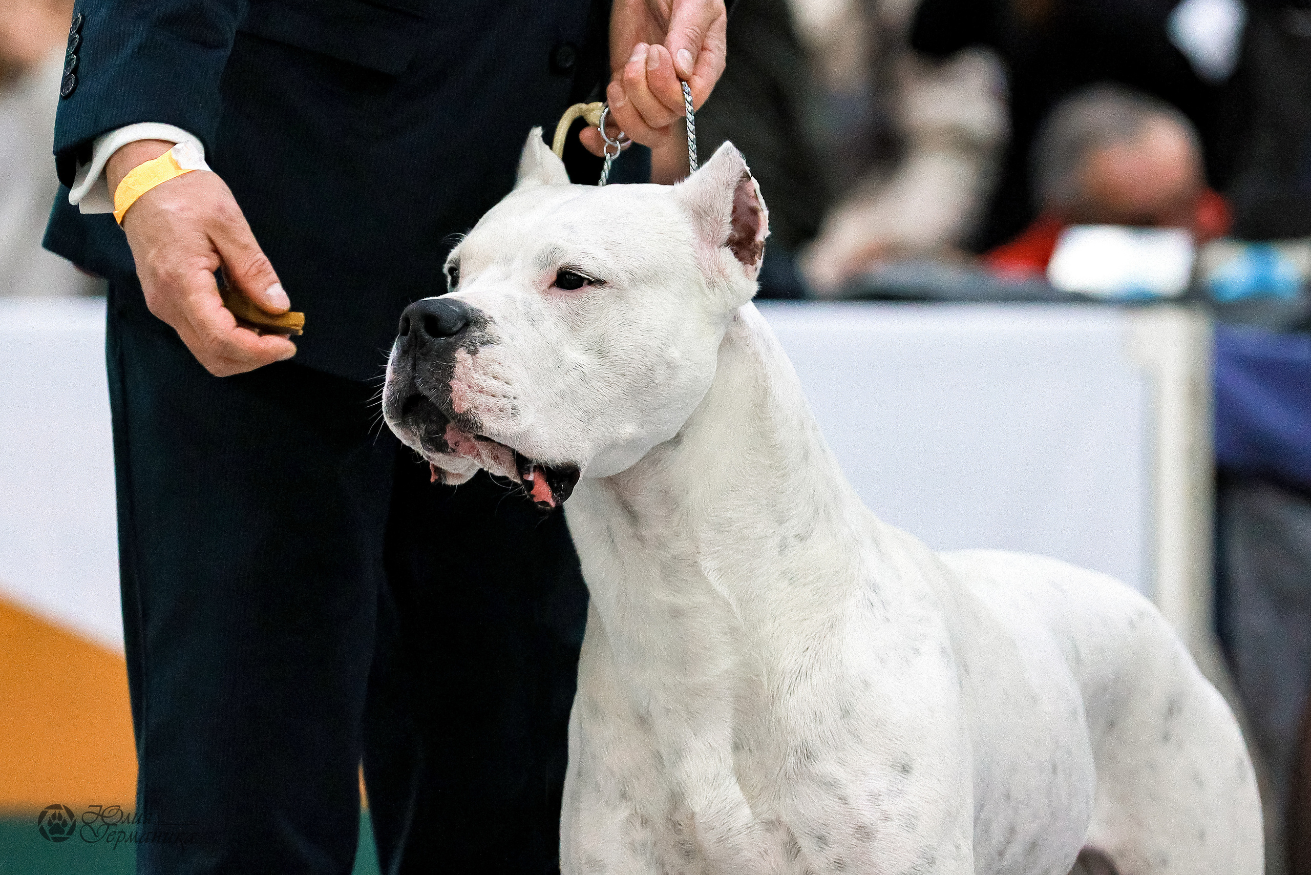 Россия 2020-2022 26-27.11.2022. Фотограф-анималист Юлия Германика