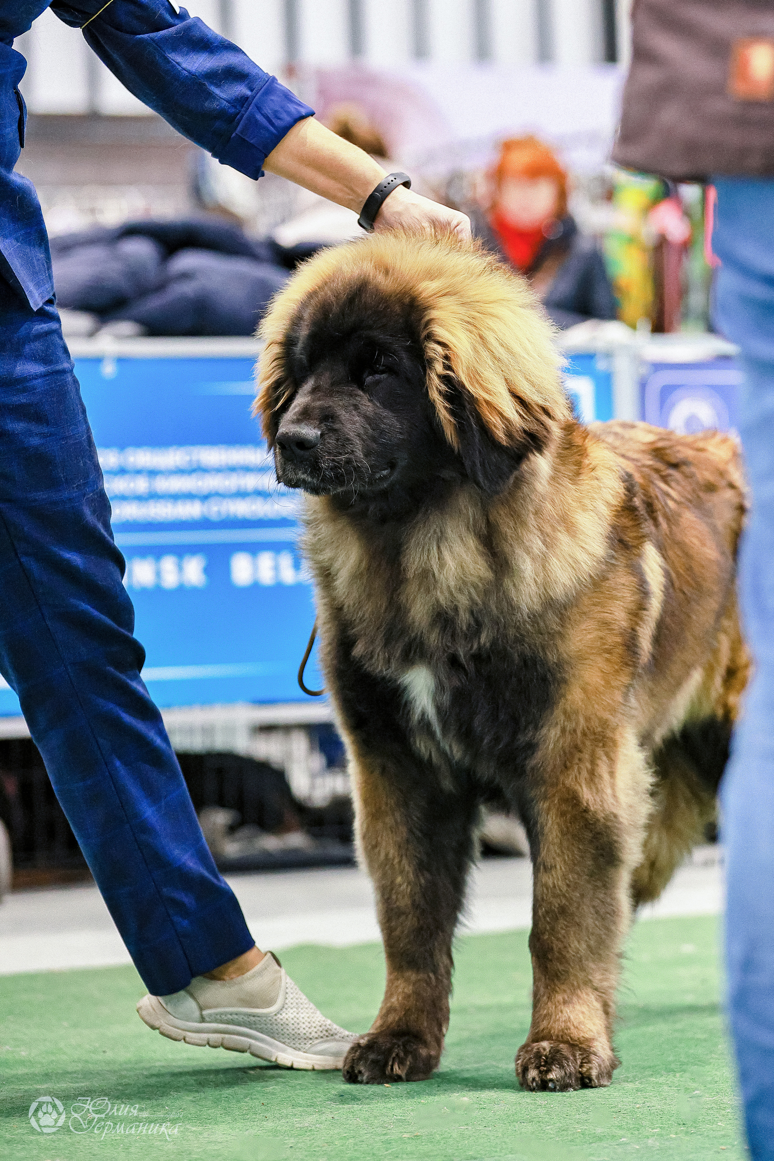 Минск 19-20.11.2022. Фотограф-анималист Юлия Германика