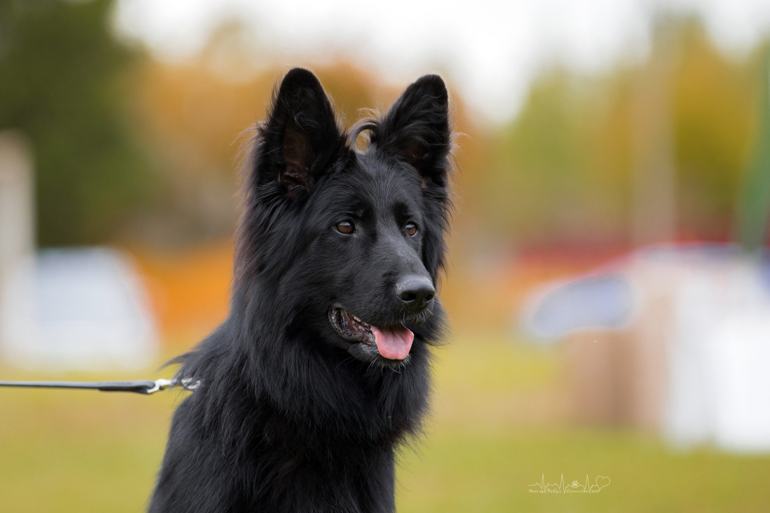 Тверь ЧРКФ 18.09.2022. Фотограф-анималист Юлия Германика