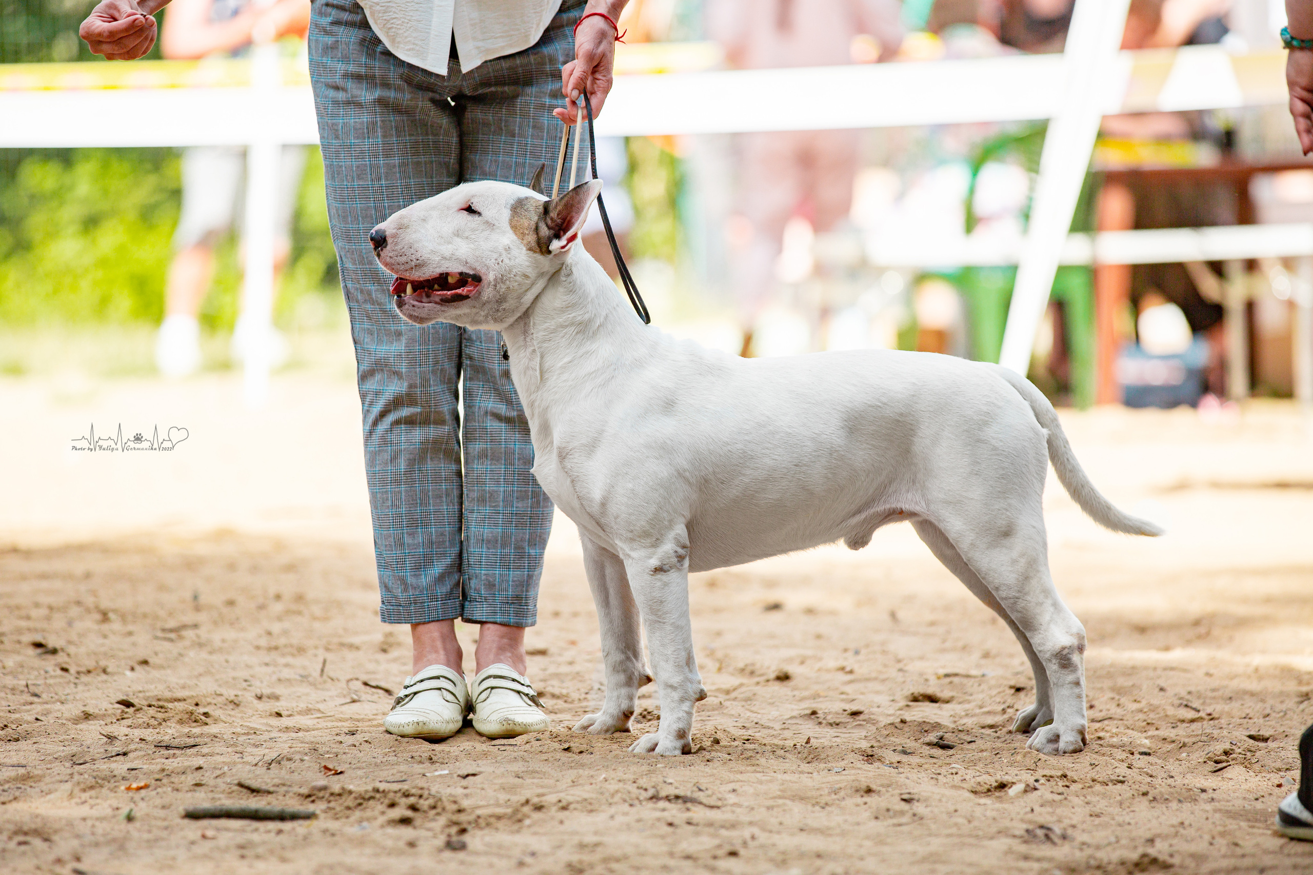 Ховрино 31.07,Чайна-Таун 6.08,Тверь 7.08. Фотограф-анималист Юлия Германика