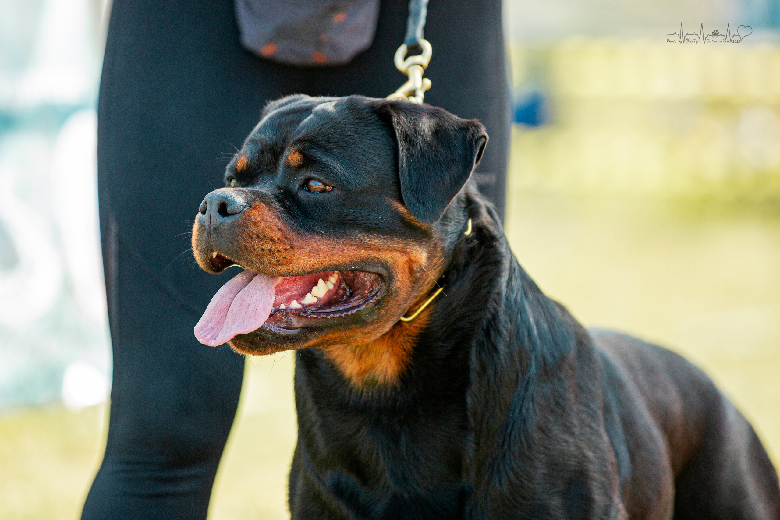 Рязань моно ротвейлеров 13.08.2022. Фотограф-анималист Юлия Германика