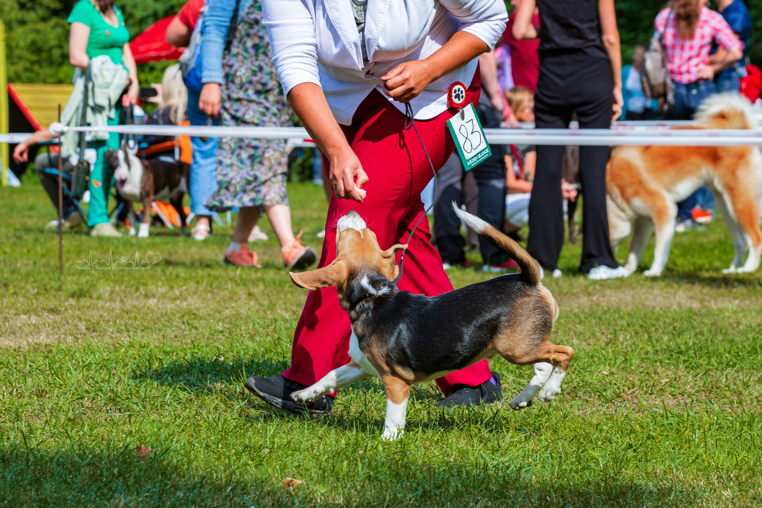Сокольники 21.08,Сергиев Посад 27-28.08 2022. Фотограф-анималист Юлия Германика