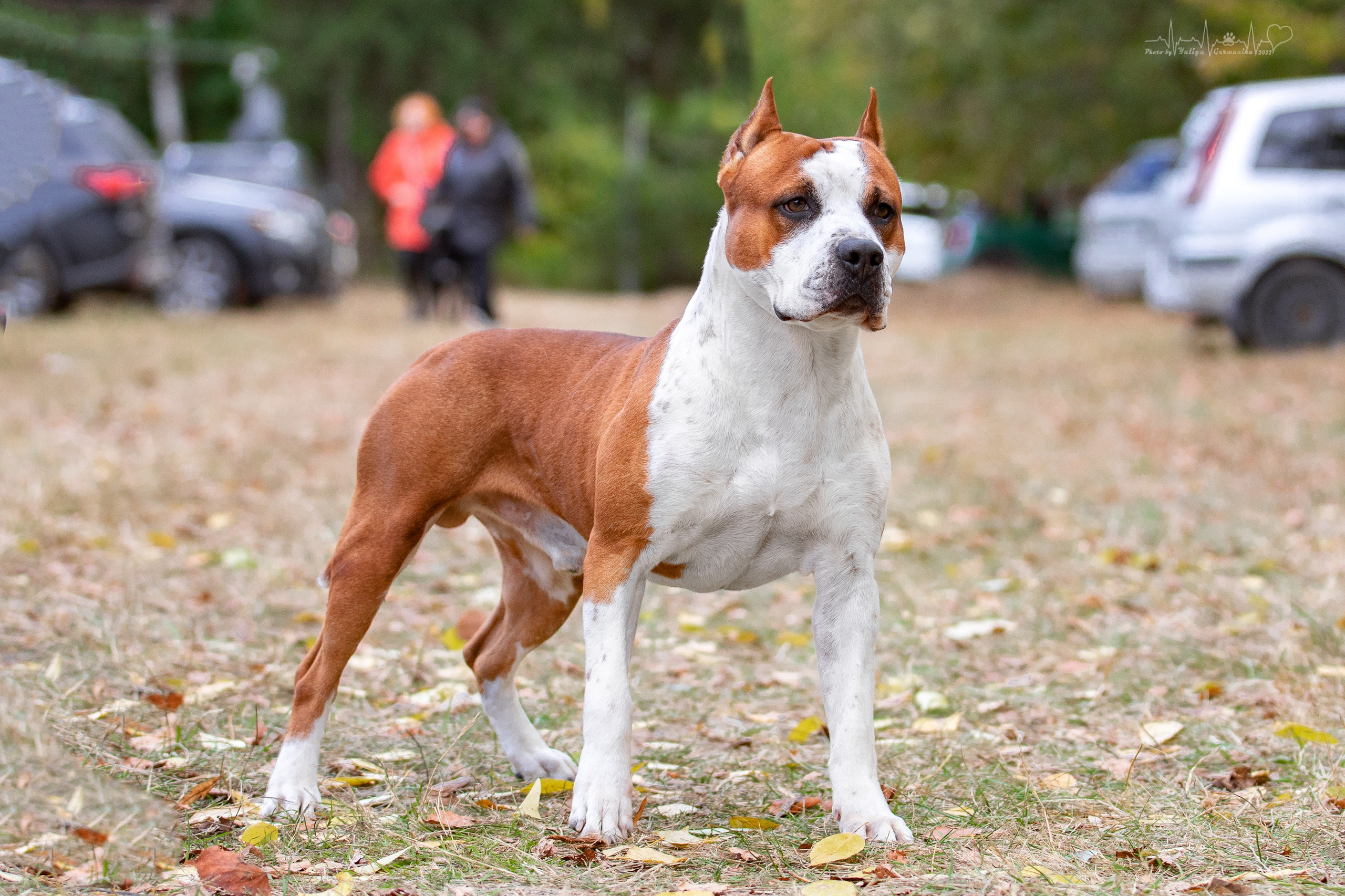 Пушкино ЧРКФ 17.09.2022. Фотограф-анималист Юлия Германика