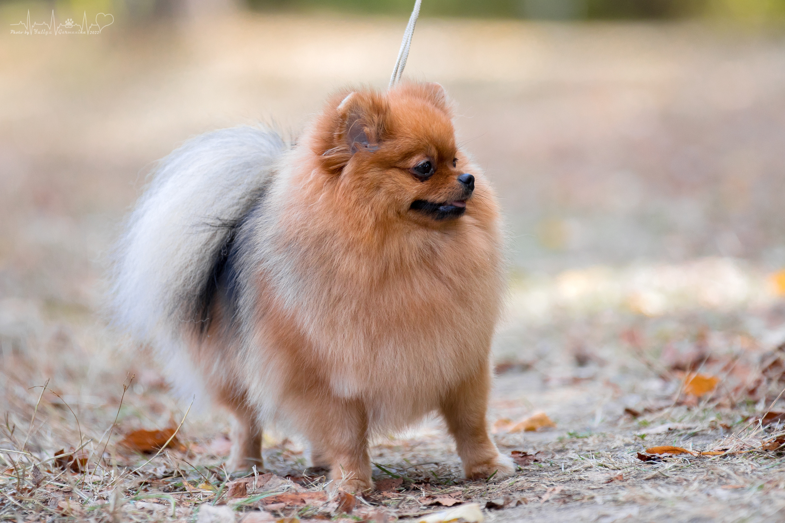 Пушкино ЧРКФ 17.09.2022. Фотограф-анималист Юлия Германика