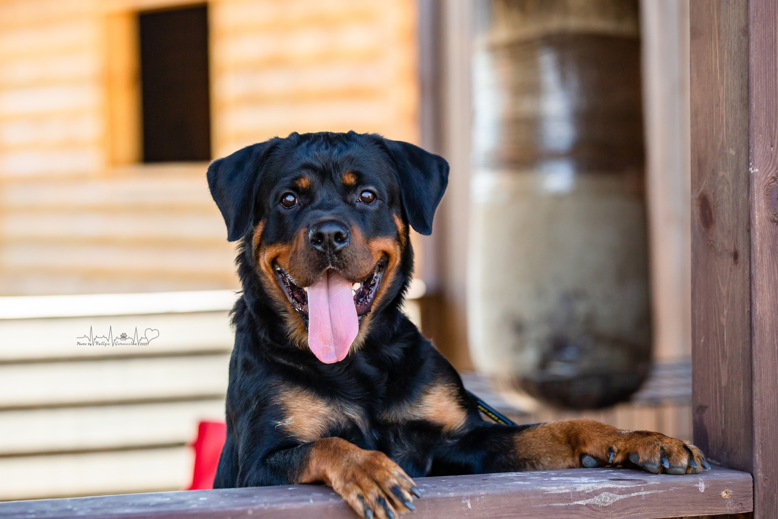 Рязань моно ротвейлеров 13.08.2022. Фотограф-анималист Юлия Германика