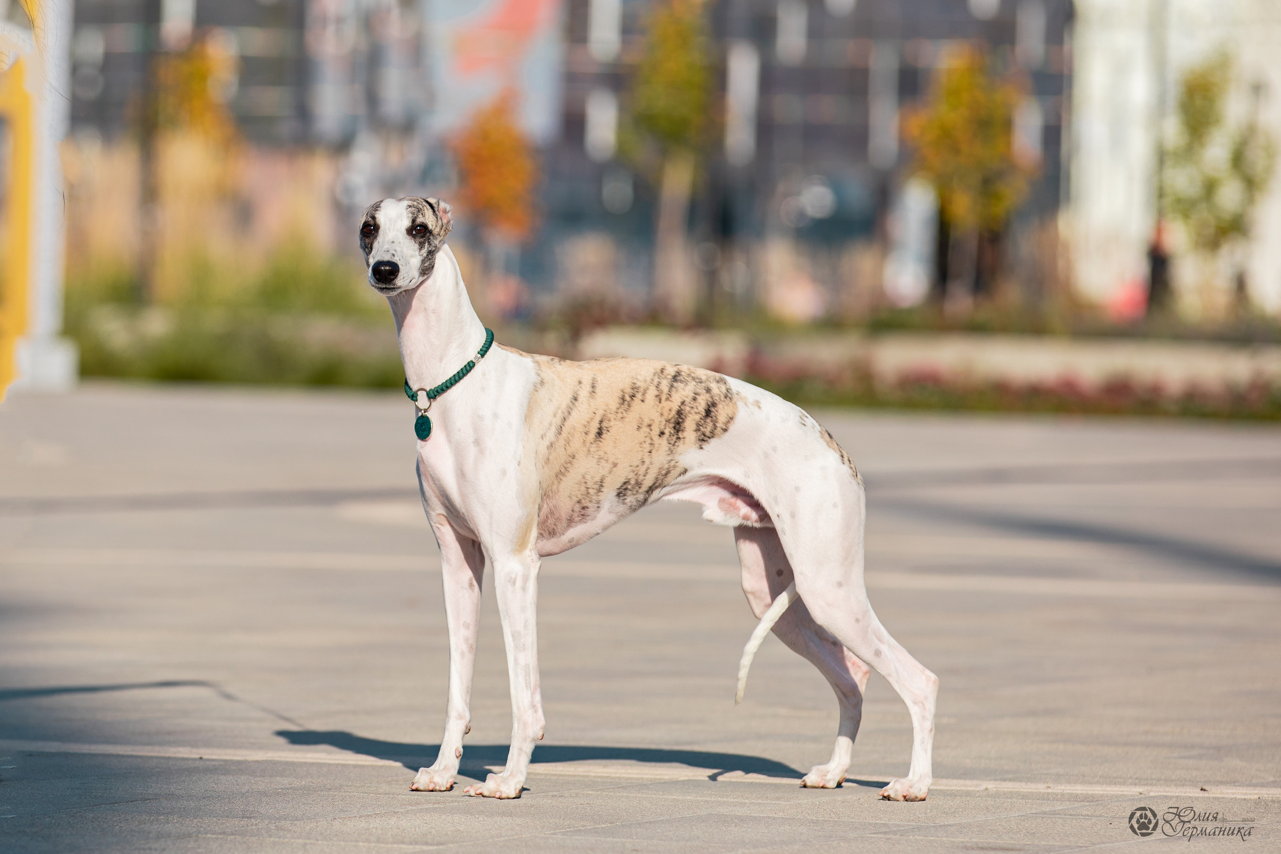 Нижний Новгород 15-16.10.2022. Фотограф-анималист Юлия Германика