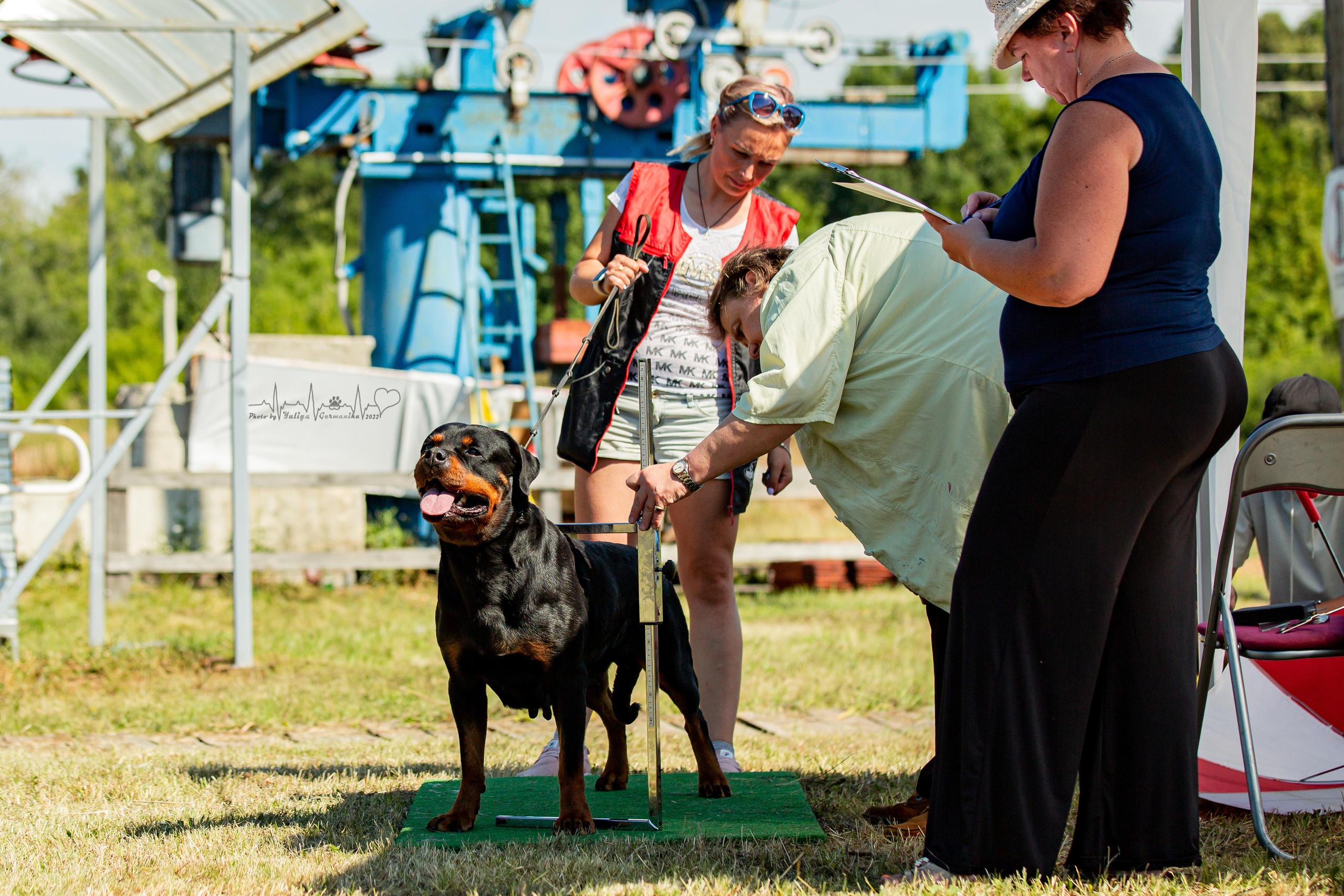 Рязань моно ротвейлеров 13.08.2022. Фотограф-анималист Юлия Германика