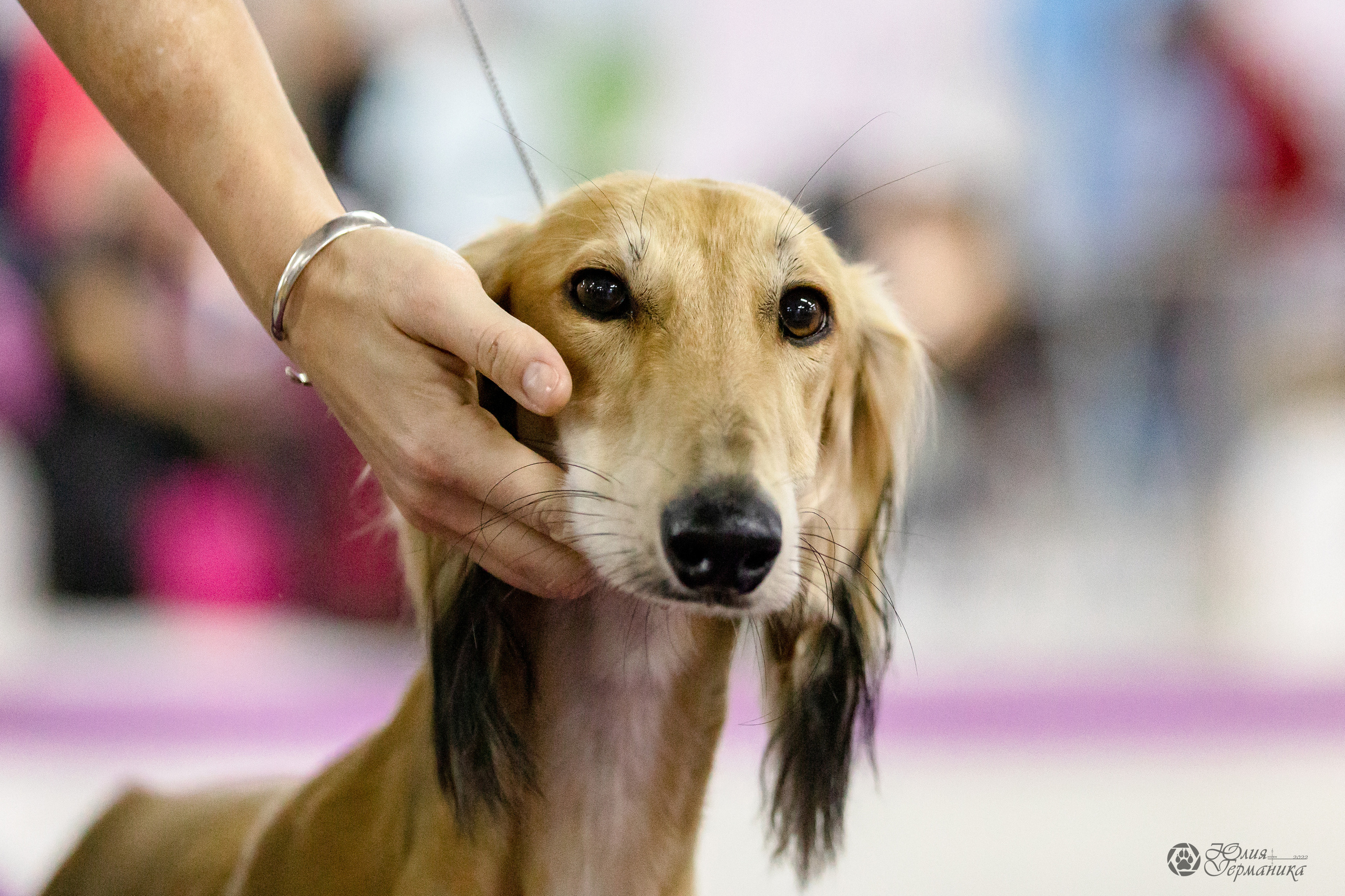 Чайна-Таун 29-30.10.2022. Фотограф-анималист Юлия Германика