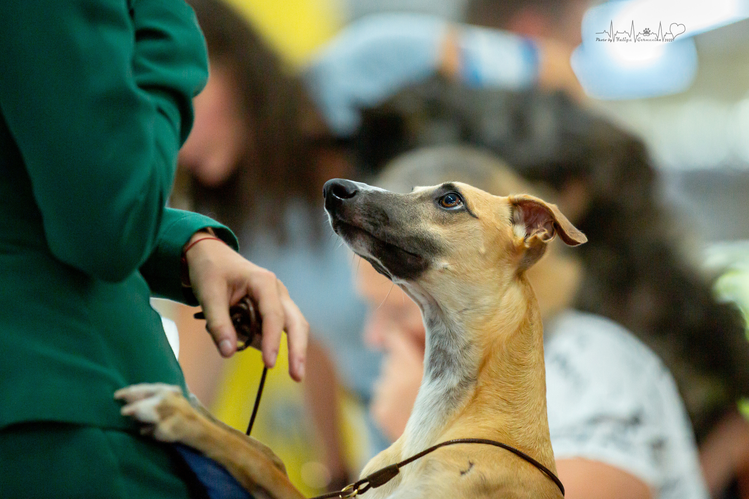 Ховрино 31.07,Чайна-Таун 6.08,Тверь 7.08. Фотограф-анималист Юлия Германика