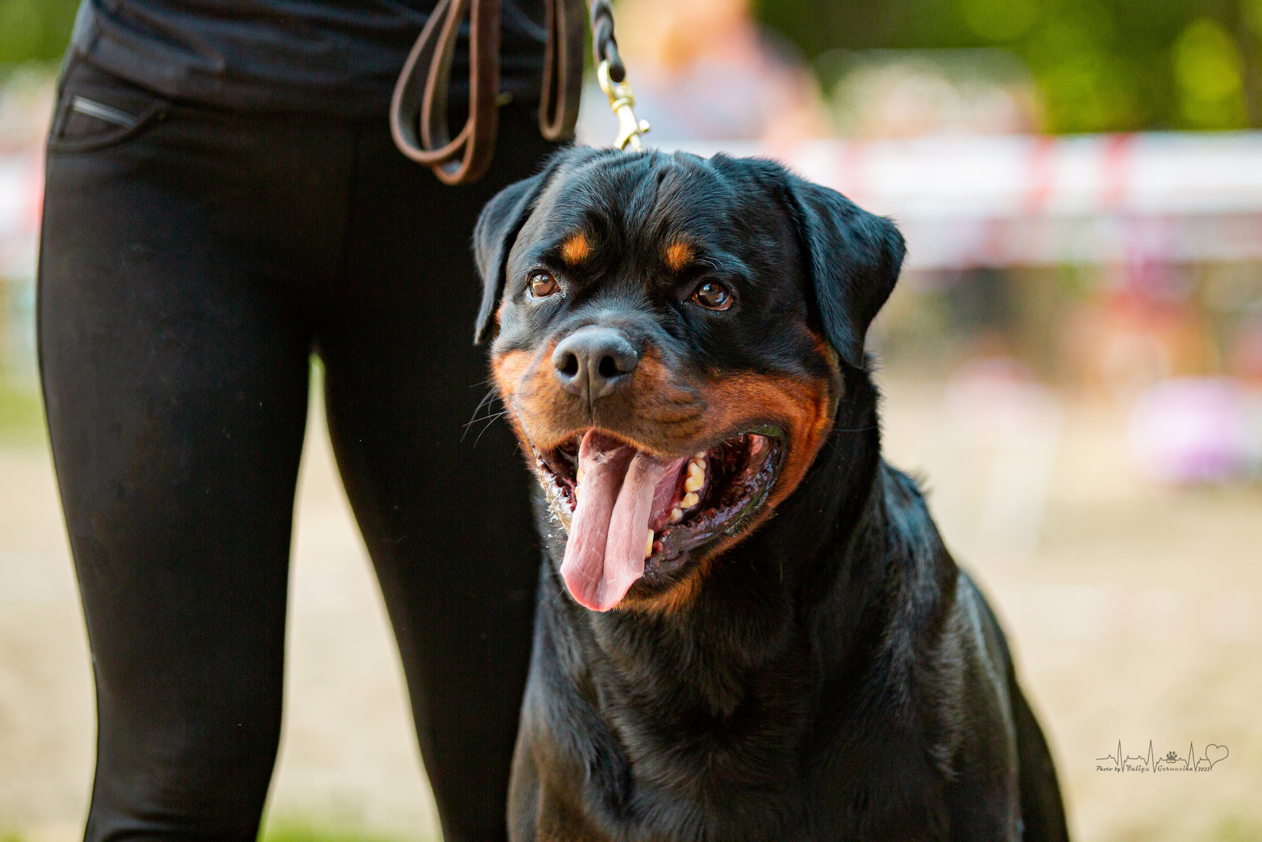 Ховрино фестиваль монопородок 14.08.2022. Фотограф-анималист Юлия Германика