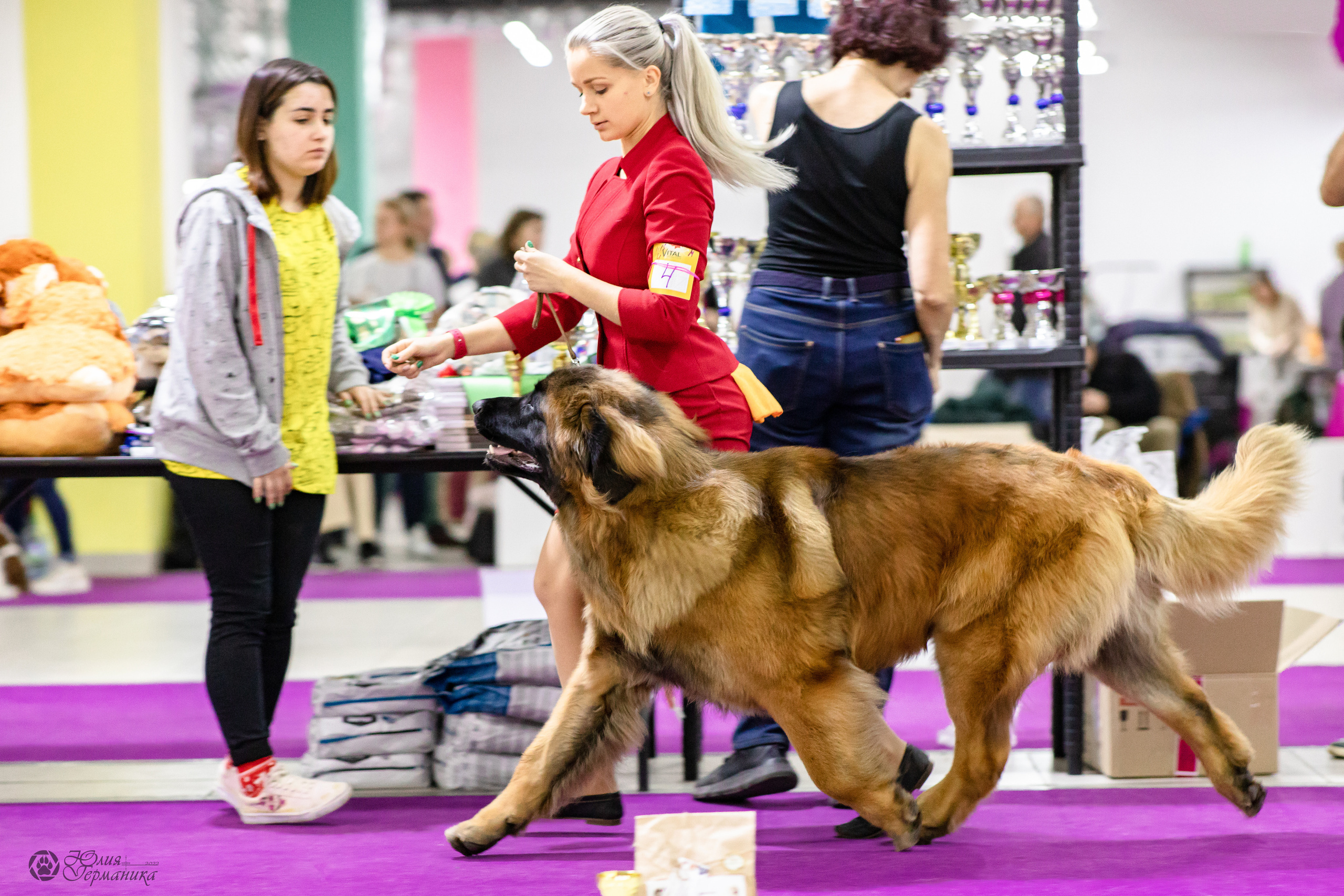 Чайна-Таун 29-30.10.2022. Фотограф-анималист Юлия Германика