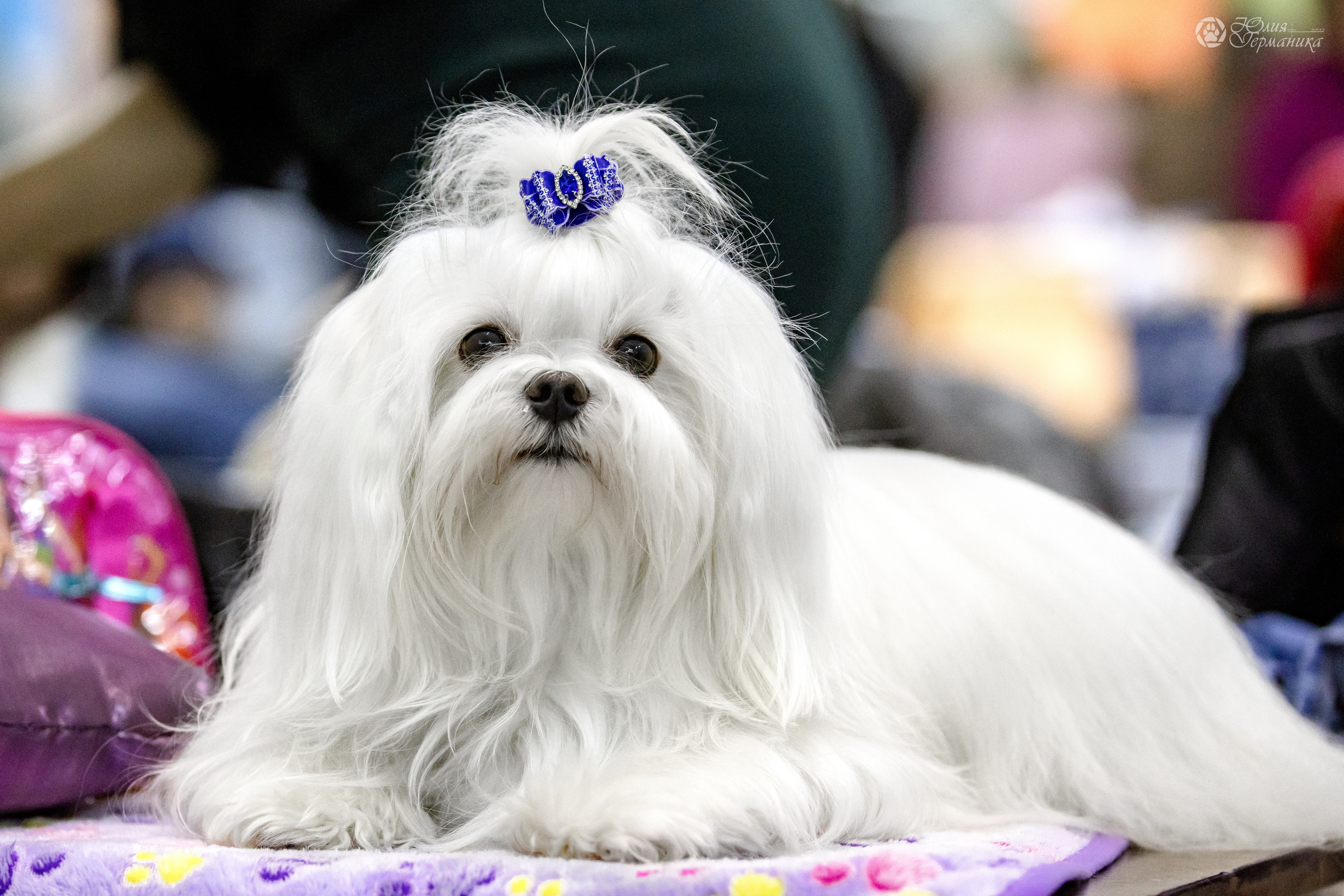 Чайна-Таун 3 и 12.11.2022. Фотограф-анималист Юлия Германика
