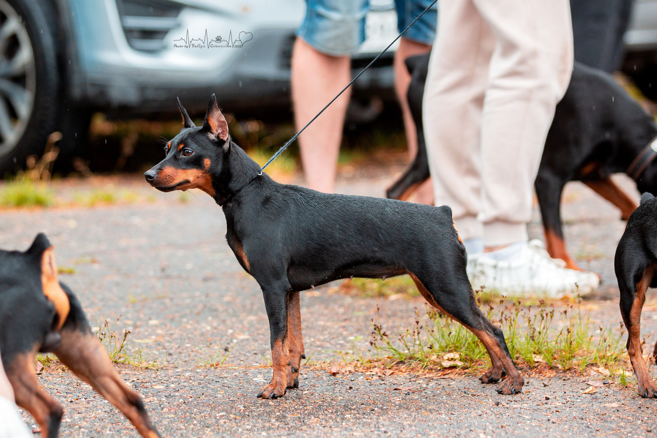 Ховрино 31.07,Чайна-Таун 6.08,Тверь 7.08. Фотограф-анималист Юлия Германика