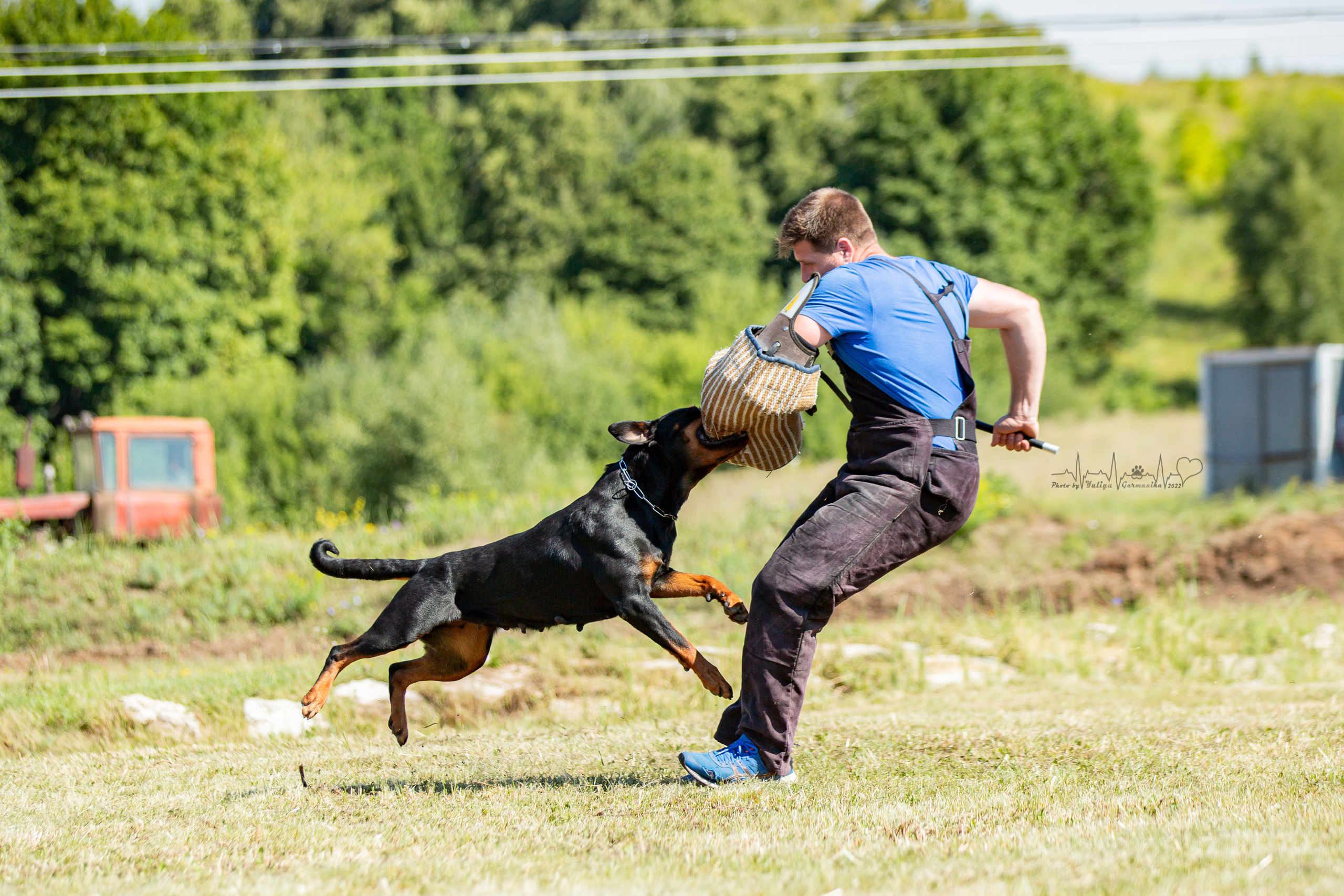 Рязань моно ротвейлеров 13.08.2022. Фотограф-анималист Юлия Германика