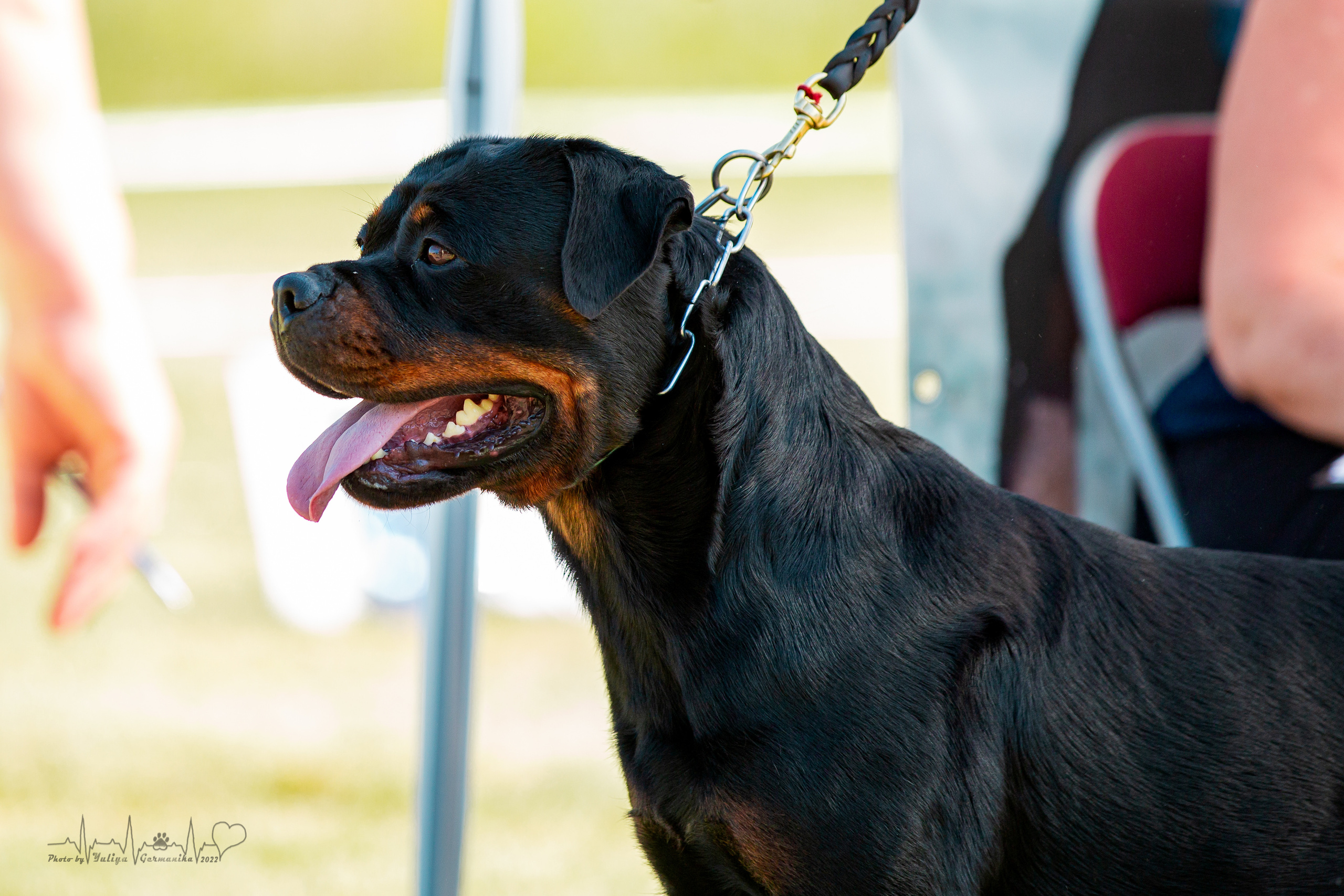 Рязань моно ротвейлеров 13.08.2022. Фотограф-анималист Юлия Германика