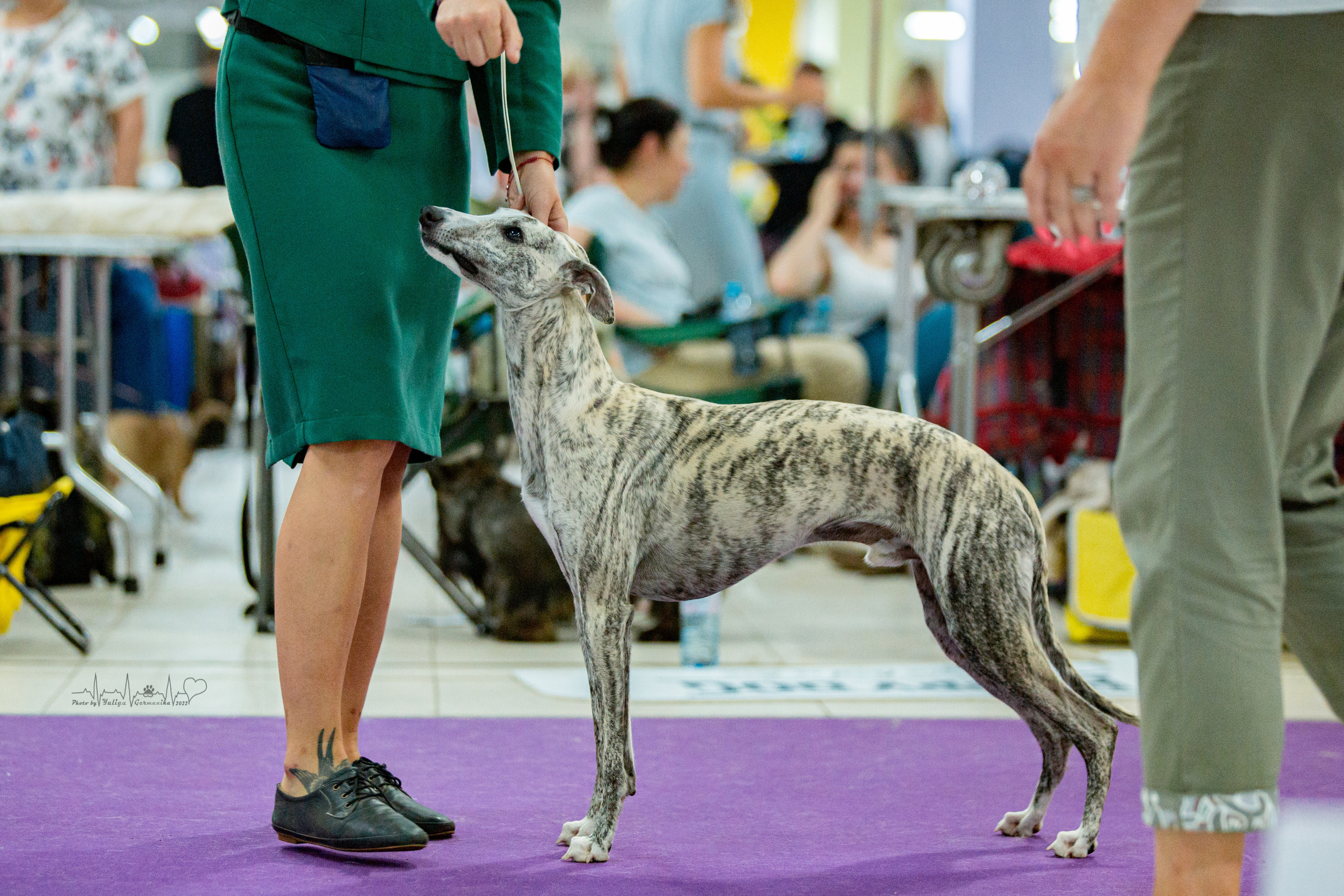 Ховрино 31.07,Чайна-Таун 6.08,Тверь 7.08. Фотограф-анималист Юлия Германика