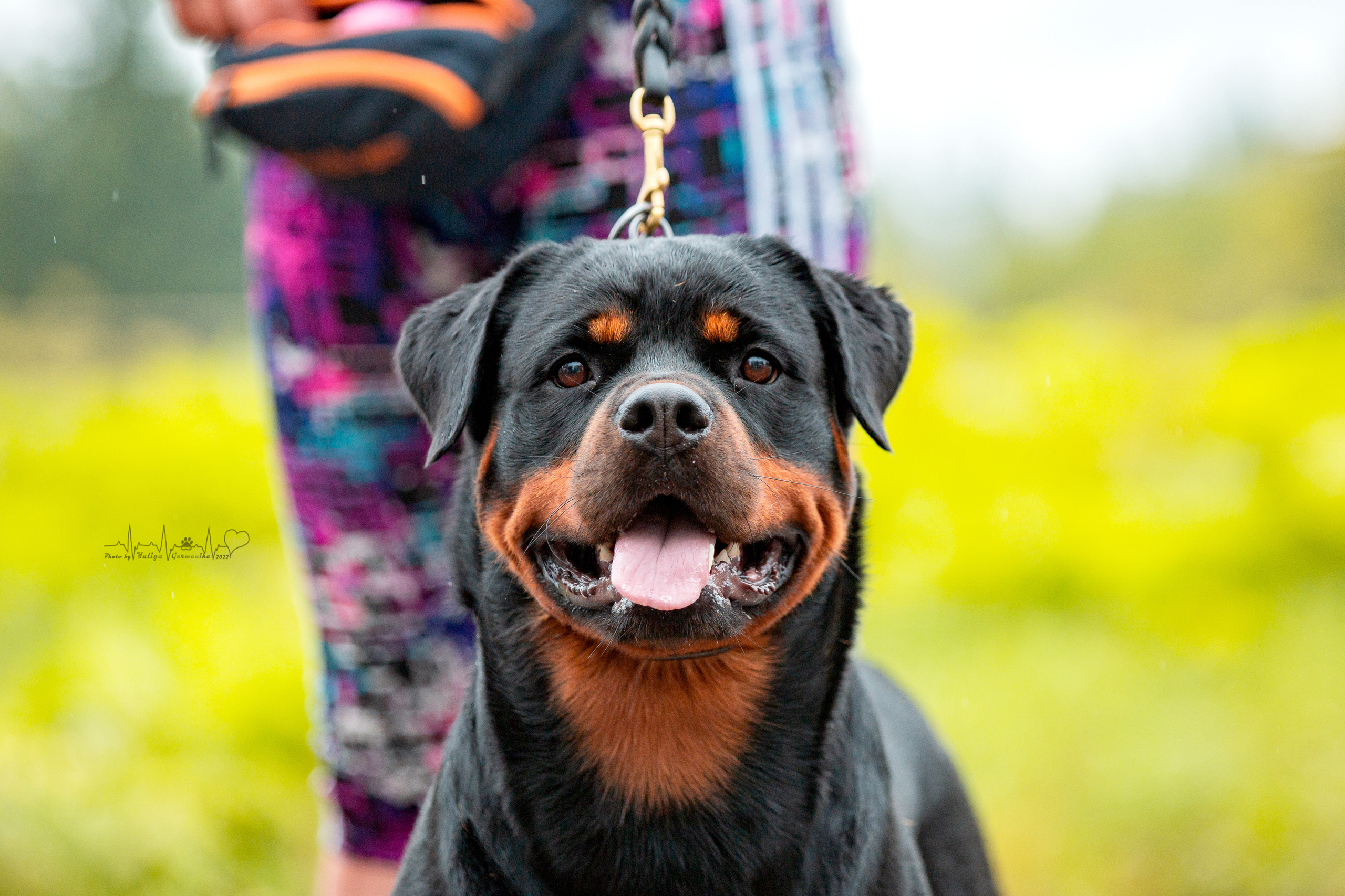 Ховрино 31.07,Чайна-Таун 6.08,Тверь 7.08. Фотограф-анималист Юлия Германика
