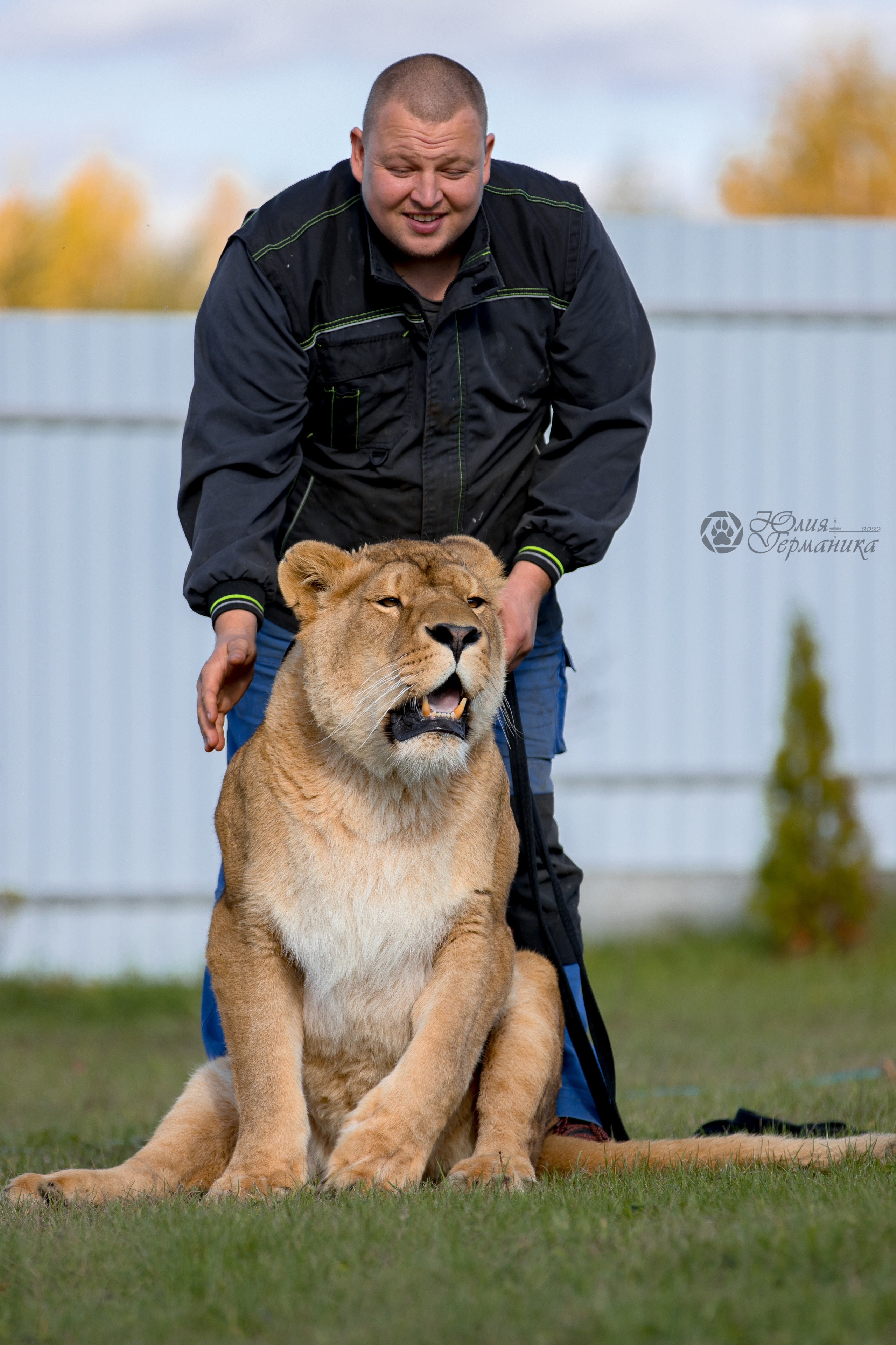 Герда(львица). Фотограф-анималист Юлия Германика