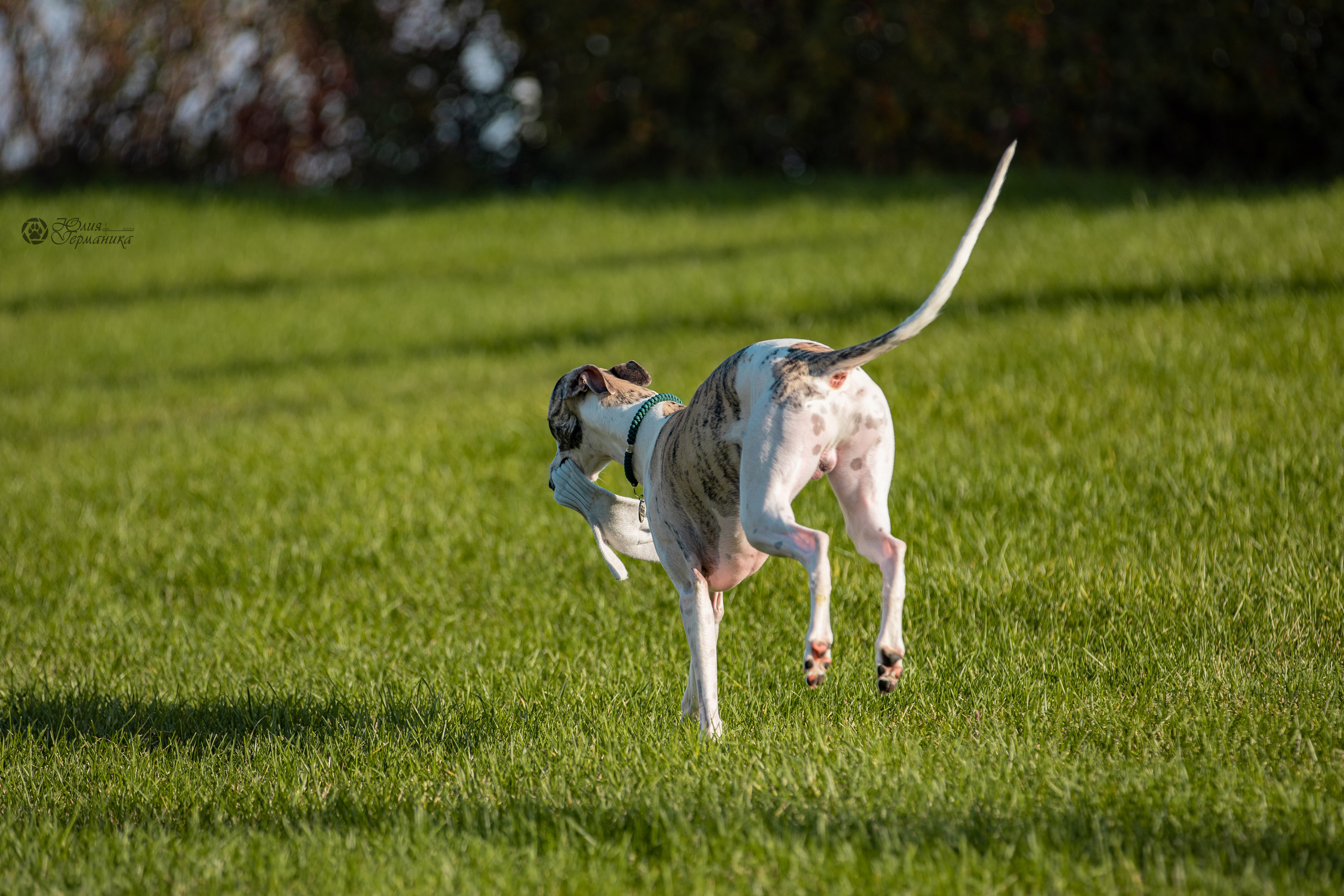 Нижний Новгород 15-16.10.2022. Фотограф-анималист Юлия Германика