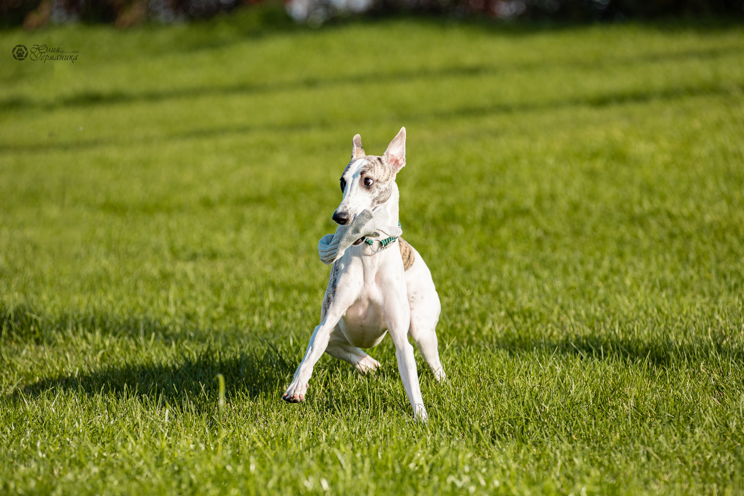 Нижний Новгород 15-16.10.2022. Фотограф-анималист Юлия Германика