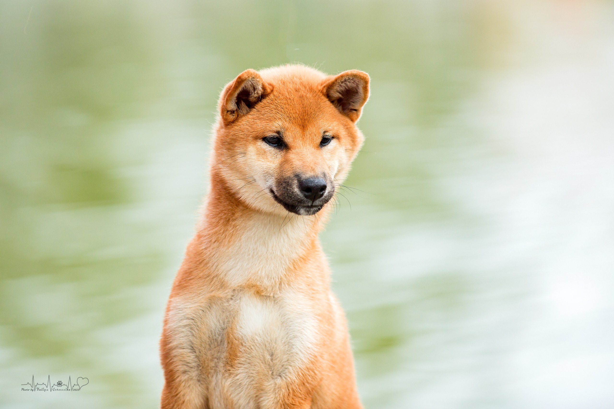 Сокольники 21.08,Сергиев Посад 27-28.08 2022. Фотограф-анималист Юлия Германика