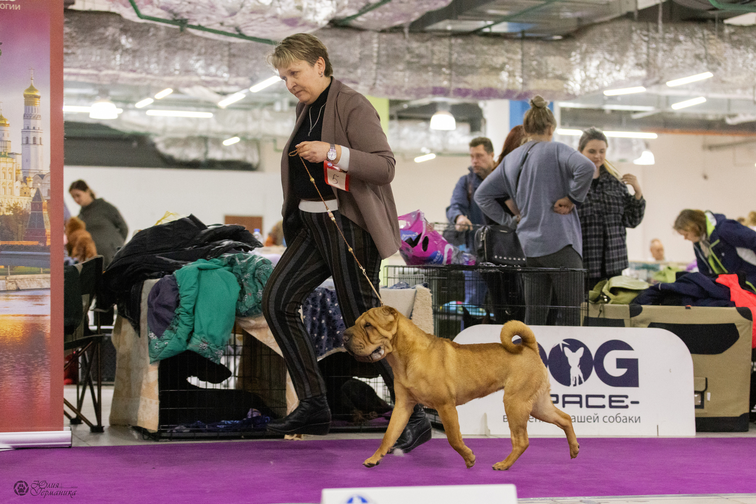 Чайна-Таун 3 и 12.11.2022. Фотограф-анималист Юлия Германика