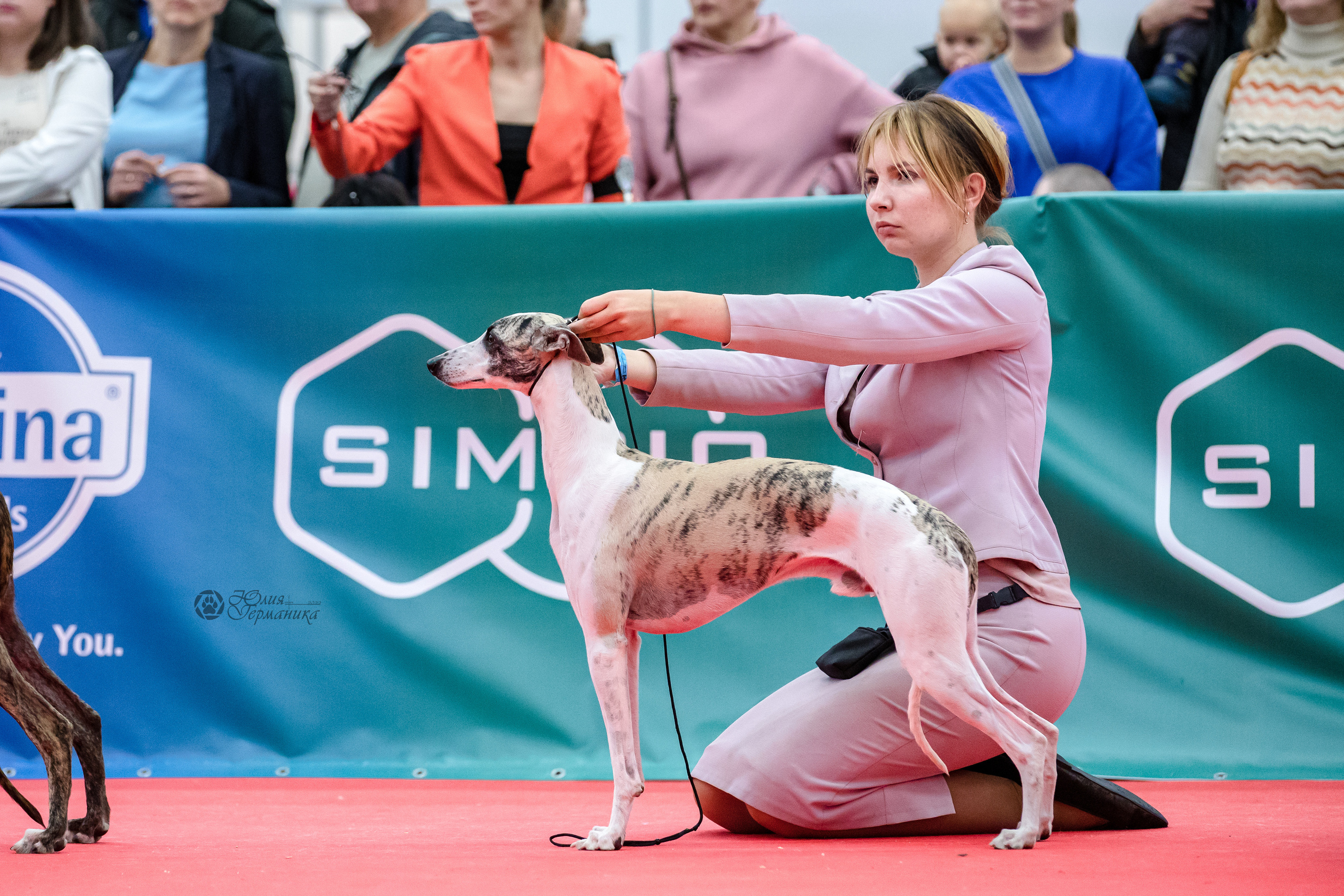 Нижний Новгород 15-16.10.2022. Фотограф-анималист Юлия Германика