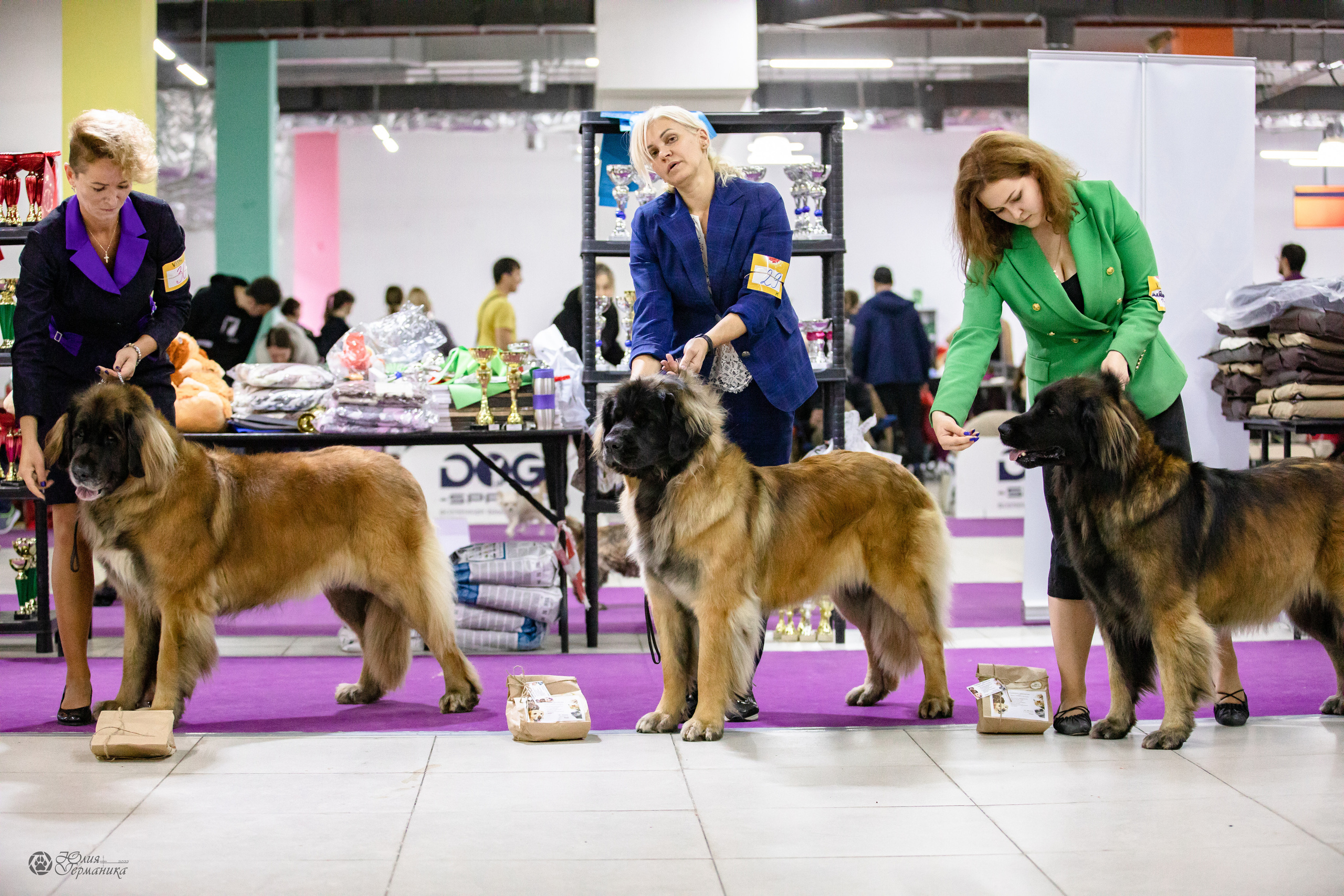 Чайна-Таун 29-30.10.2022. Фотограф-анималист Юлия Германика