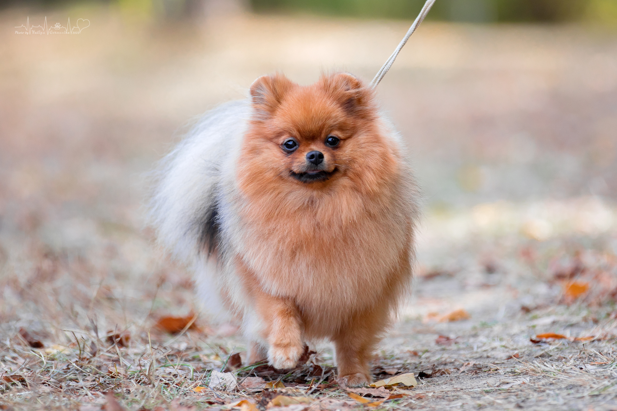 Пушкино ЧРКФ 17.09.2022. Фотограф-анималист Юлия Германика