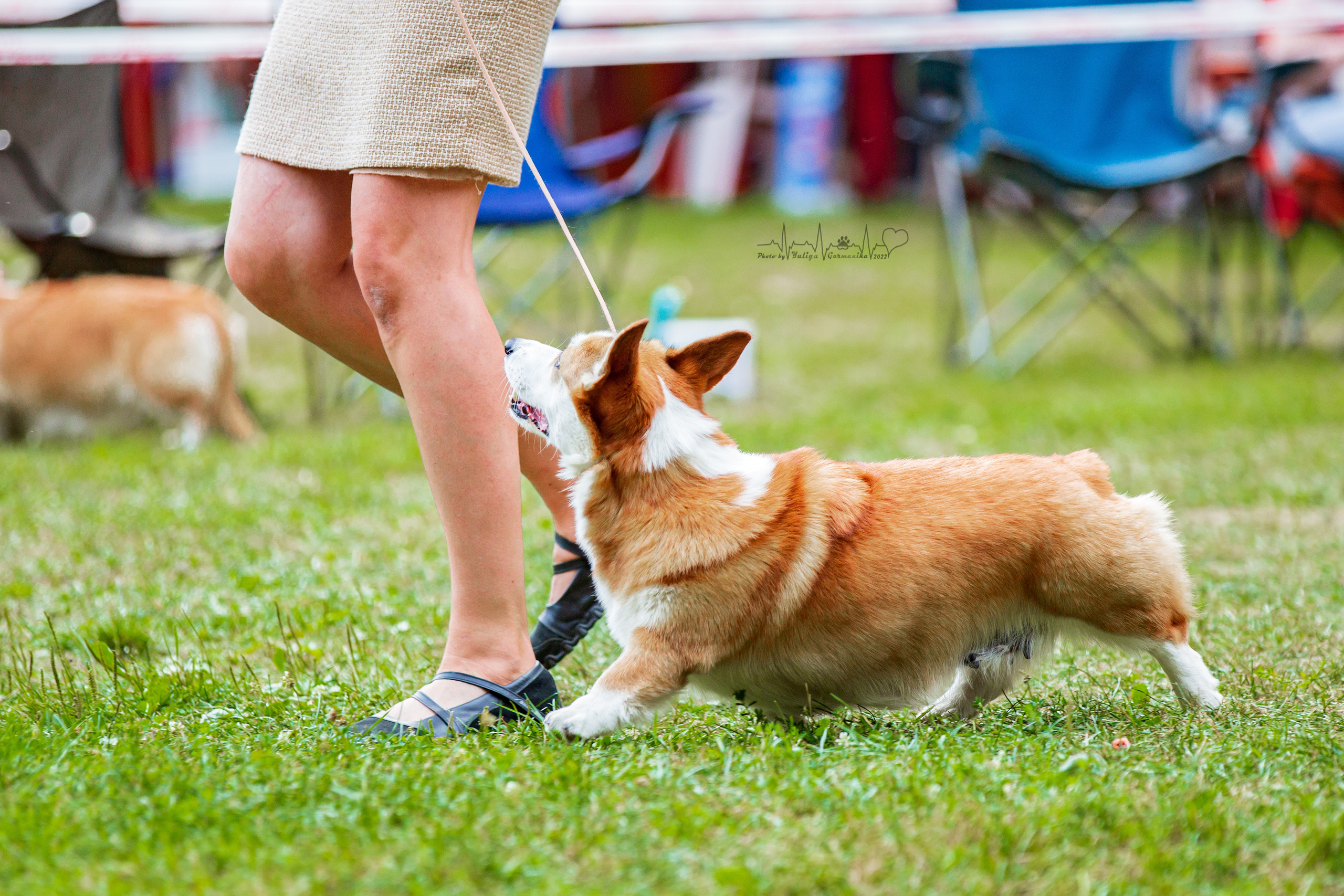 Сокольники 21.08,Сергиев Посад 27-28.08 2022. Фотограф-анималист Юлия Германика