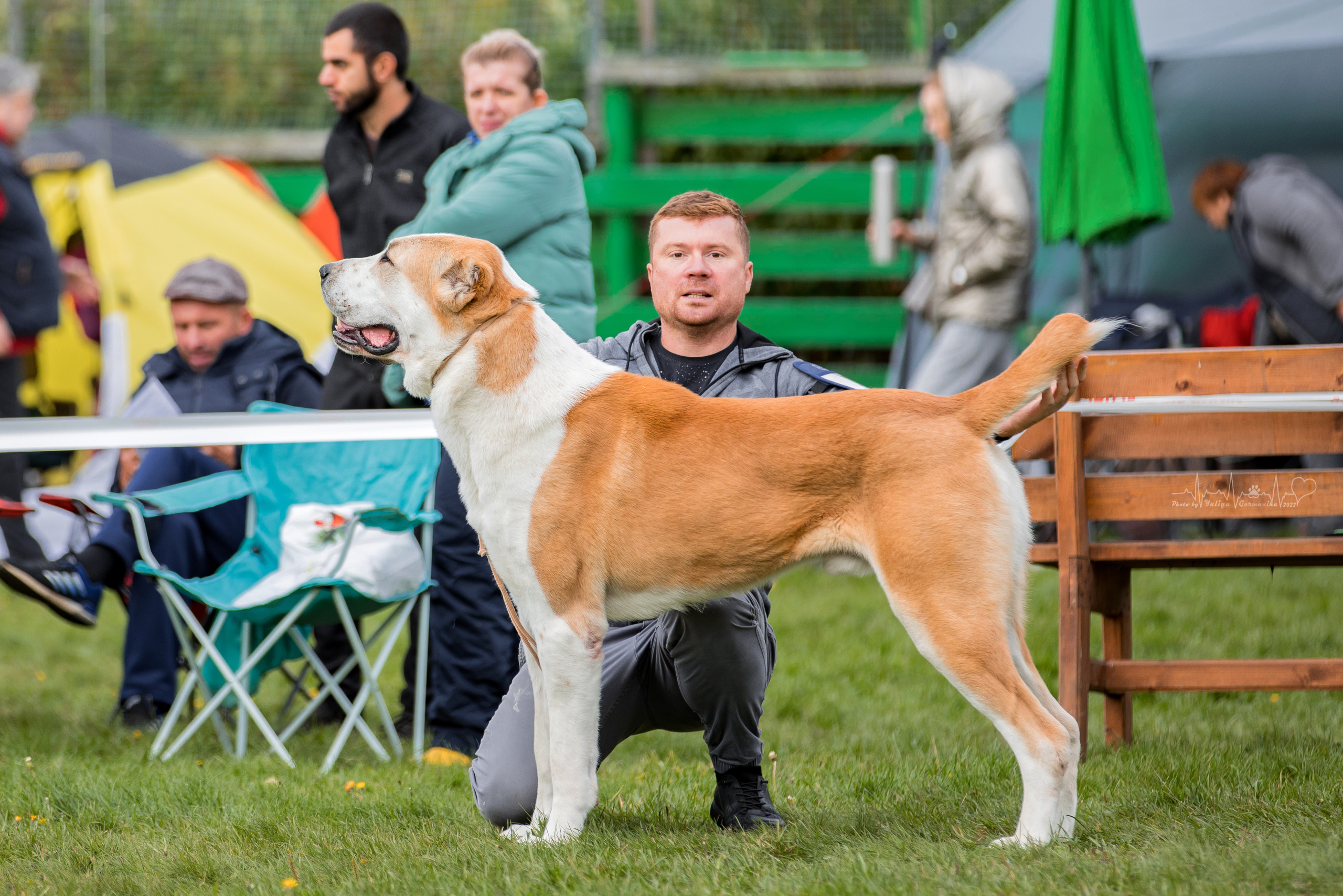 Александрова Слобода моно сао 2.10.2022. Фотограф-анималист Юлия Германика