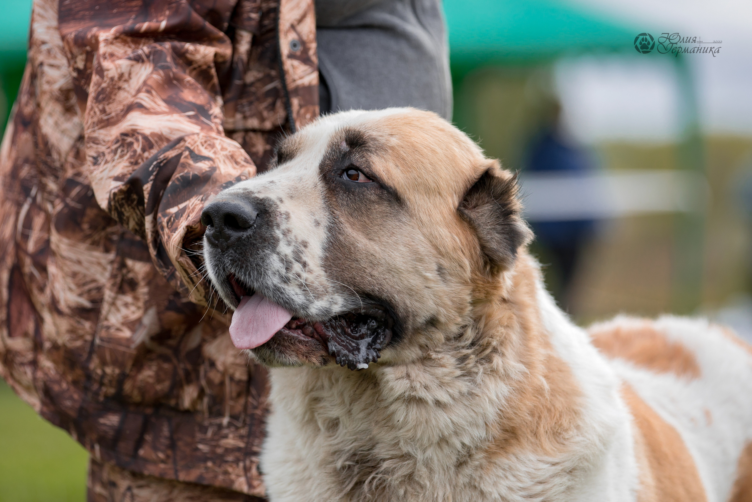 Александрова Слобода моно сао 2.10.2022. Фотограф-анималист Юлия Германика