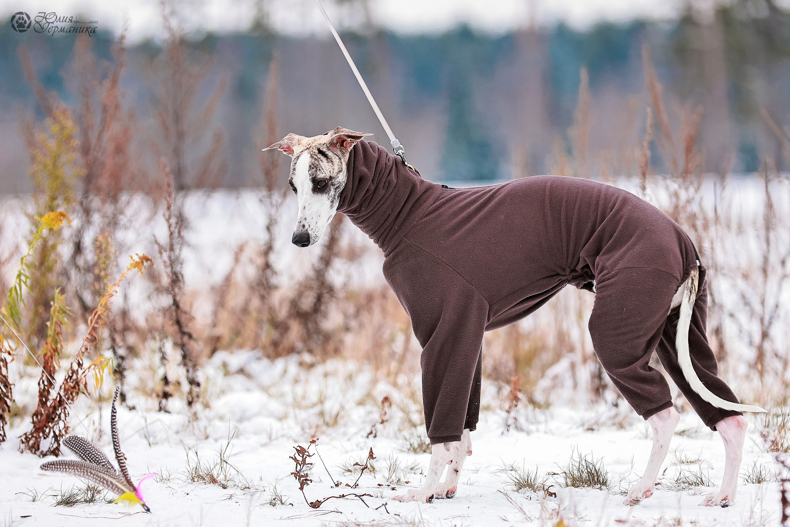 Минск 19-20.11.2022. Фотограф-анималист Юлия Германика