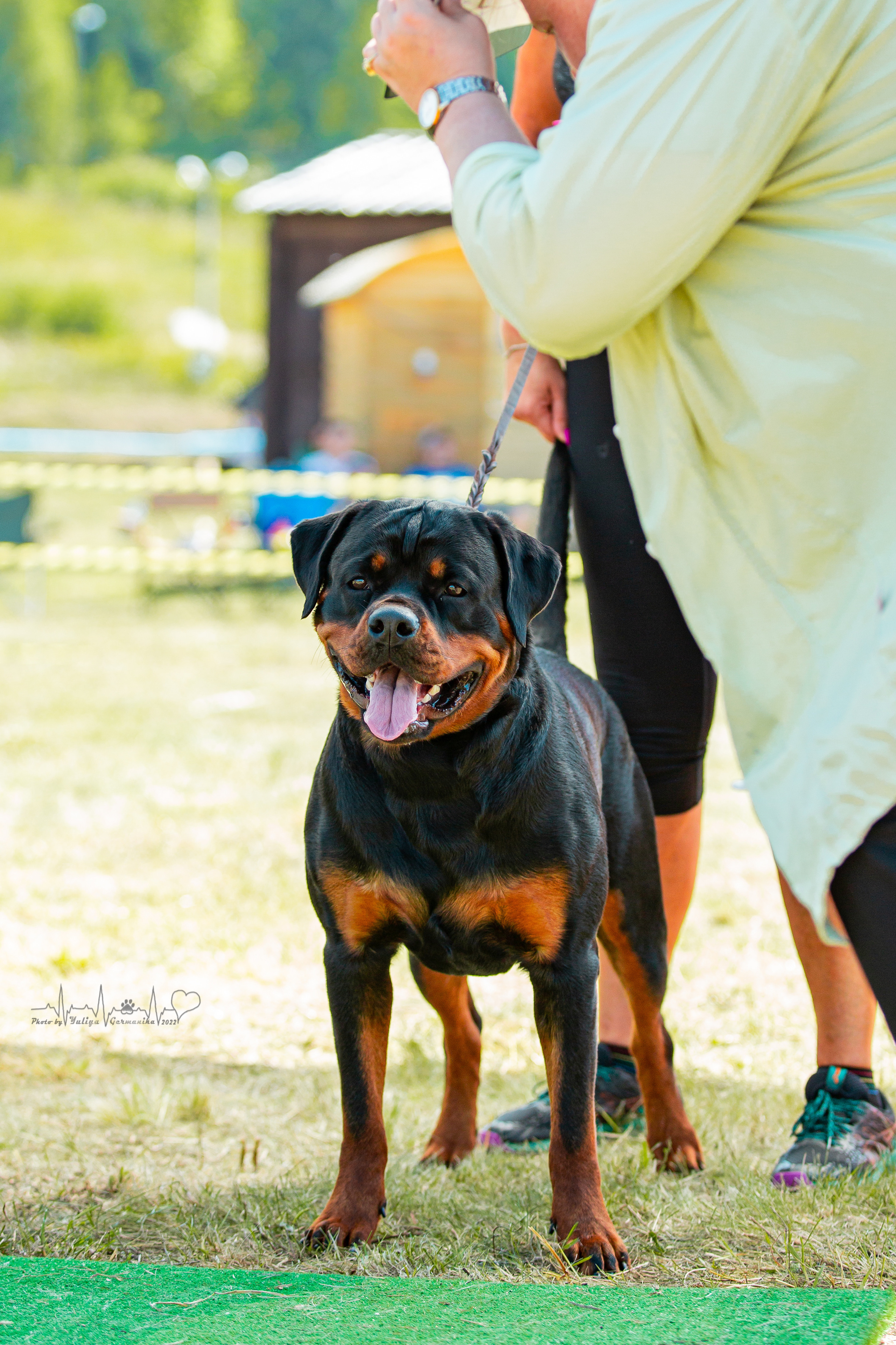 Рязань моно ротвейлеров 13.08.2022. Фотограф-анималист Юлия Германика