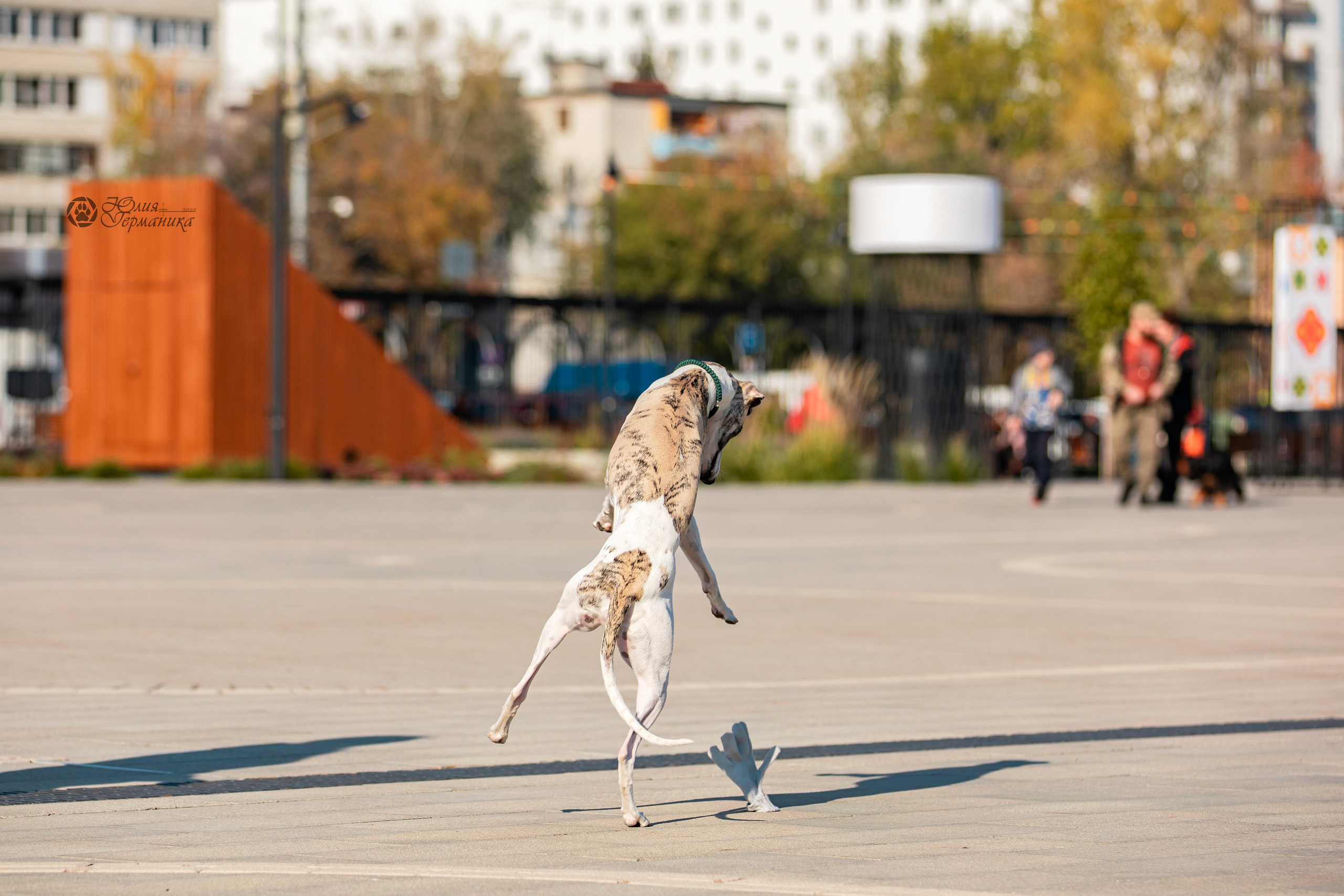 Нижний Новгород 15-16.10.2022. Фотограф-анималист Юлия Германика