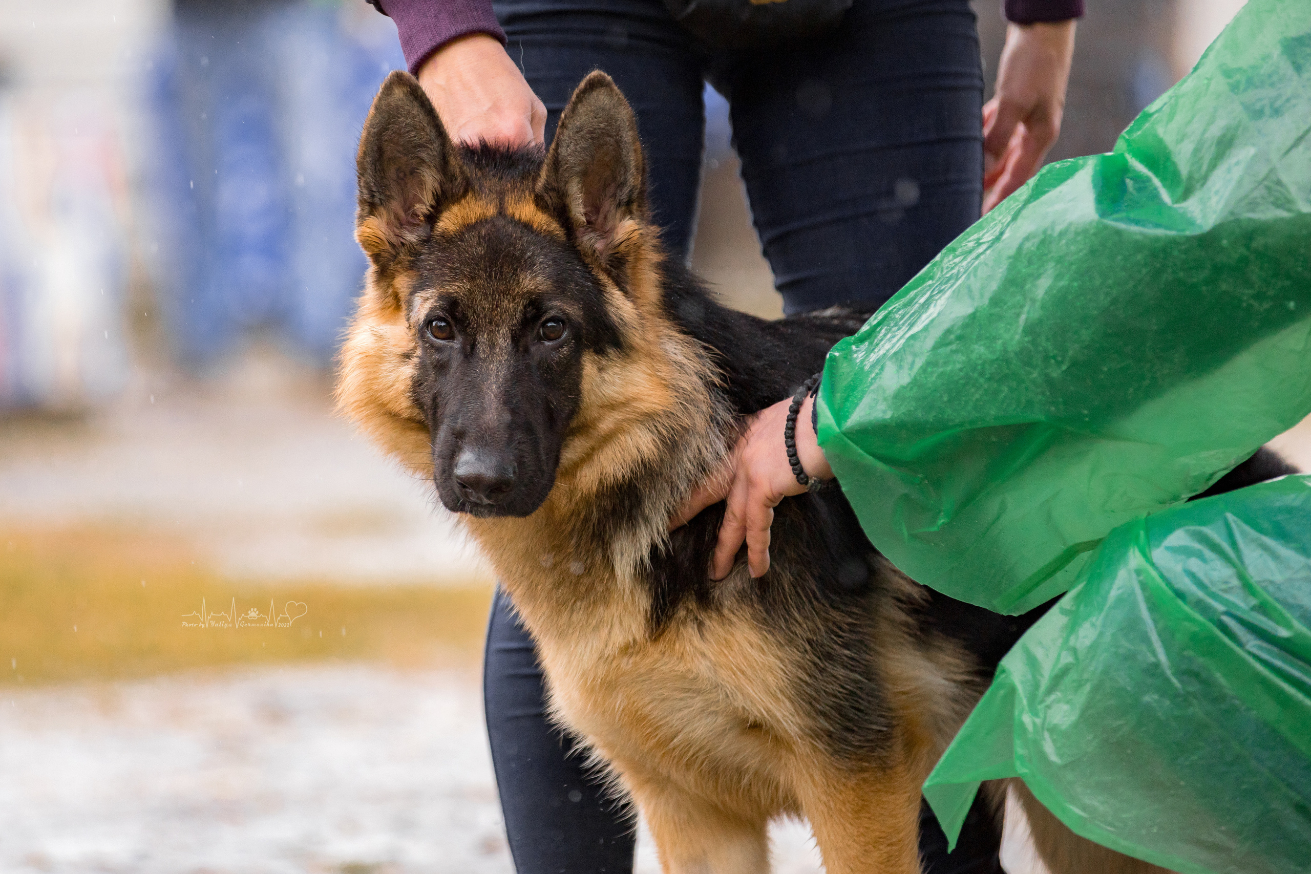 Александров 24.09.2022. Фотограф-анималист Юлия Германика
