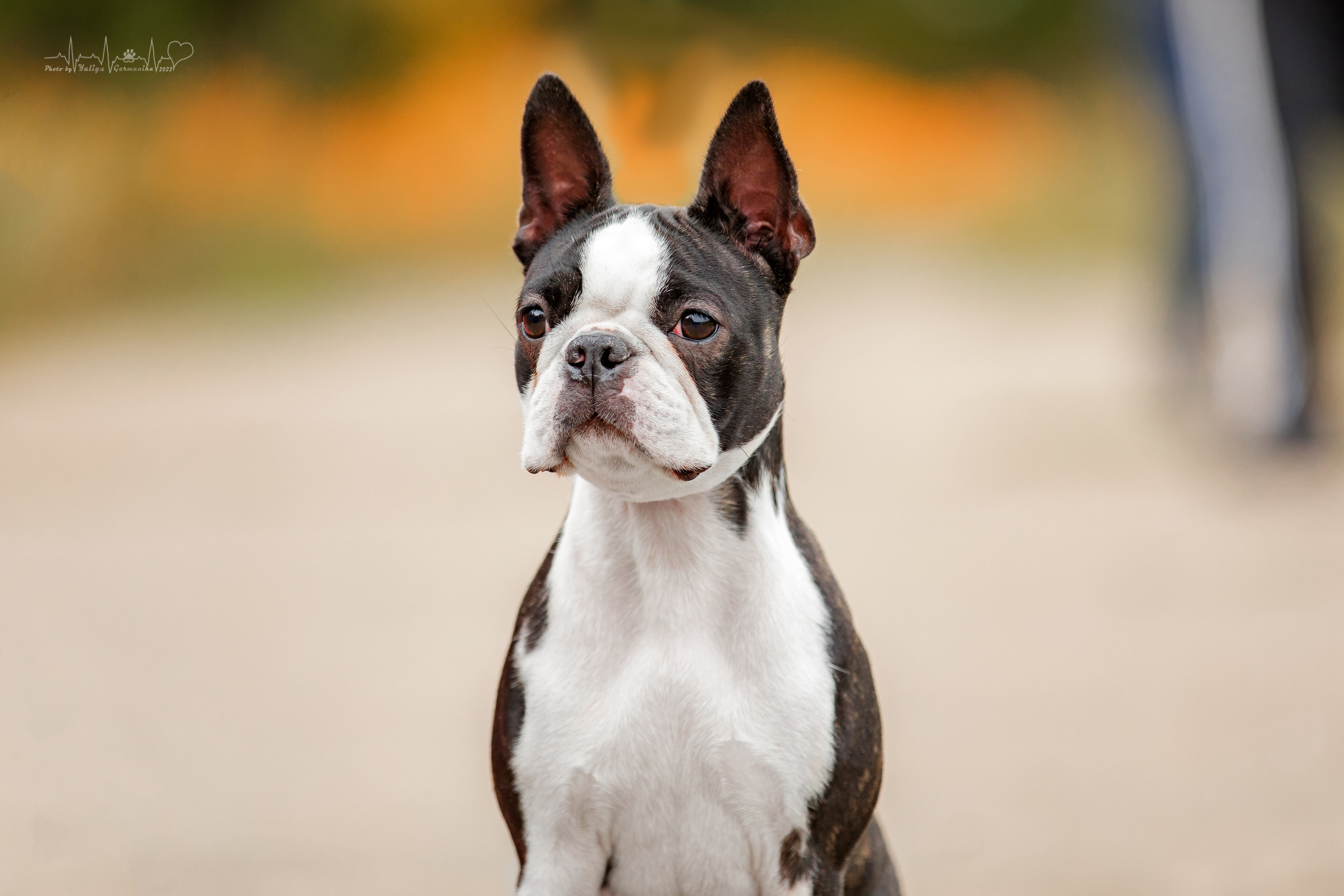 Тверь ЧРКФ 18.09.2022. Фотограф-анималист Юлия Германика