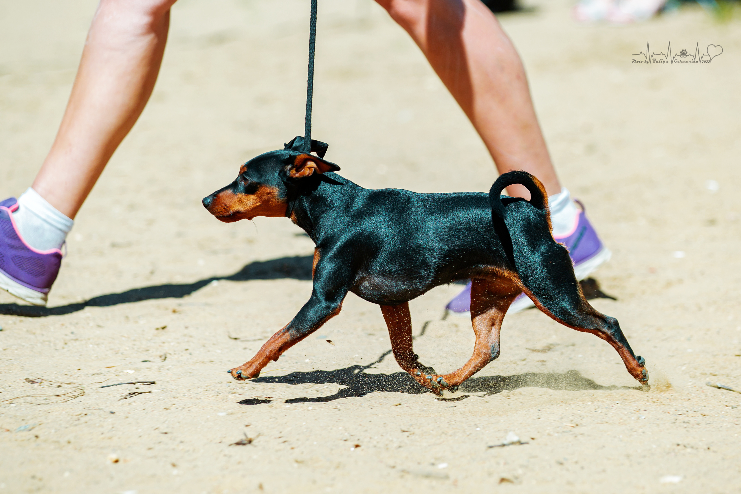 Ховрино 31.07,Чайна-Таун 6.08,Тверь 7.08. Фотограф-анималист Юлия Германика